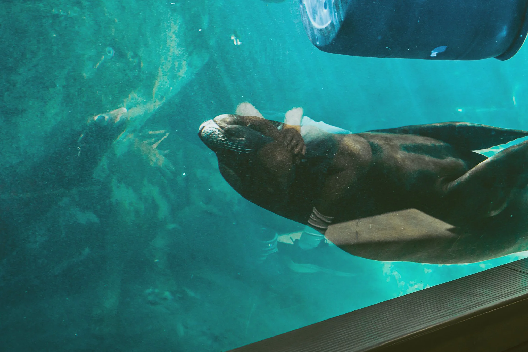 seneca park zoo 2024-45.jpg