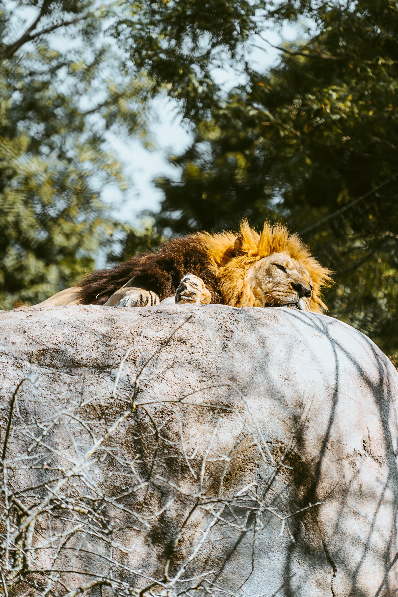 seneca park zoo 2024-79.jpg