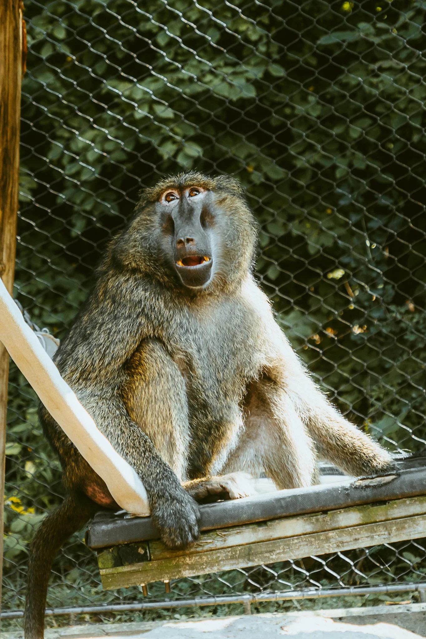 seneca park zoo 2024-61.jpg