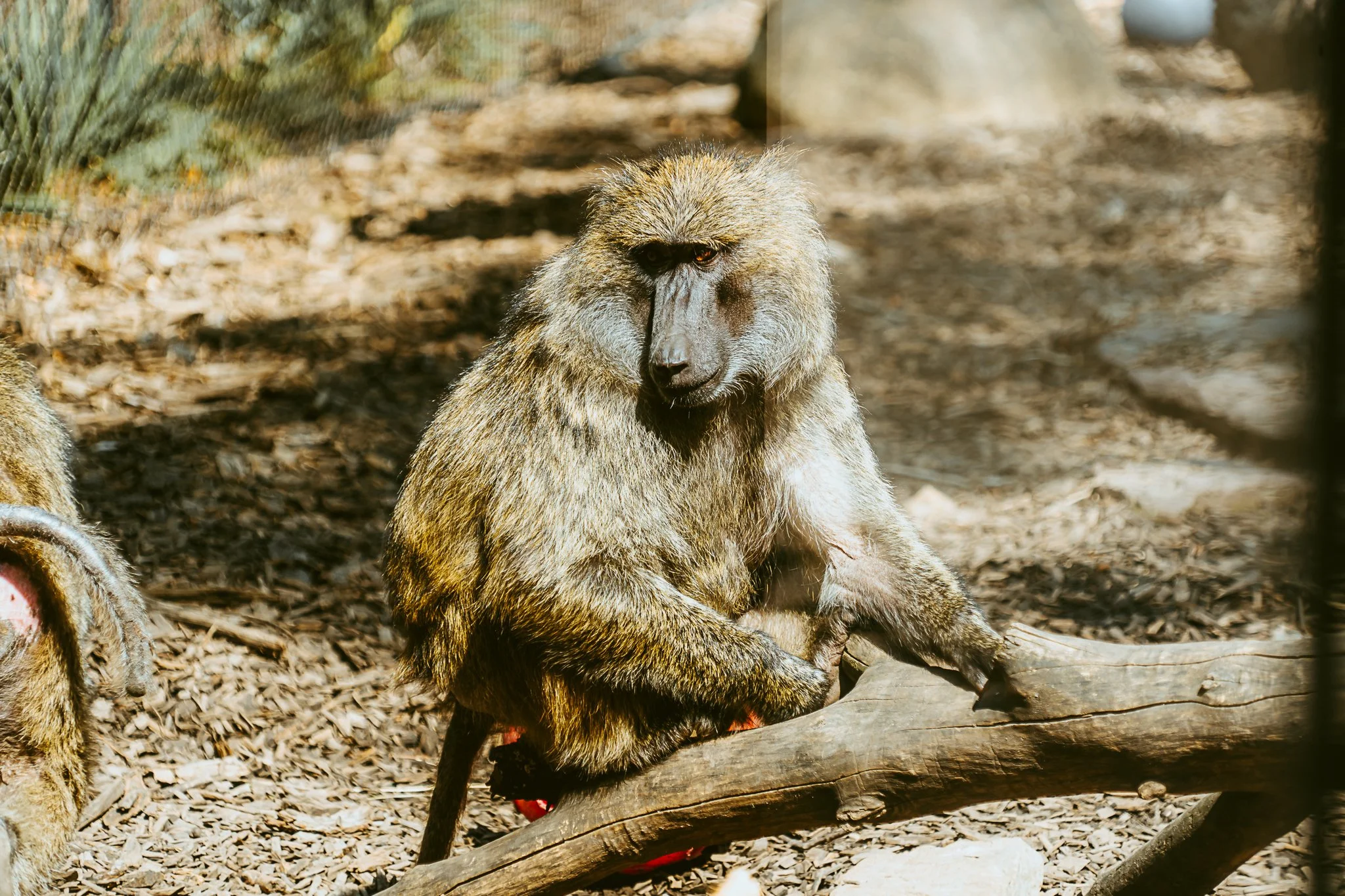 seneca park zoo 2024-64.jpg