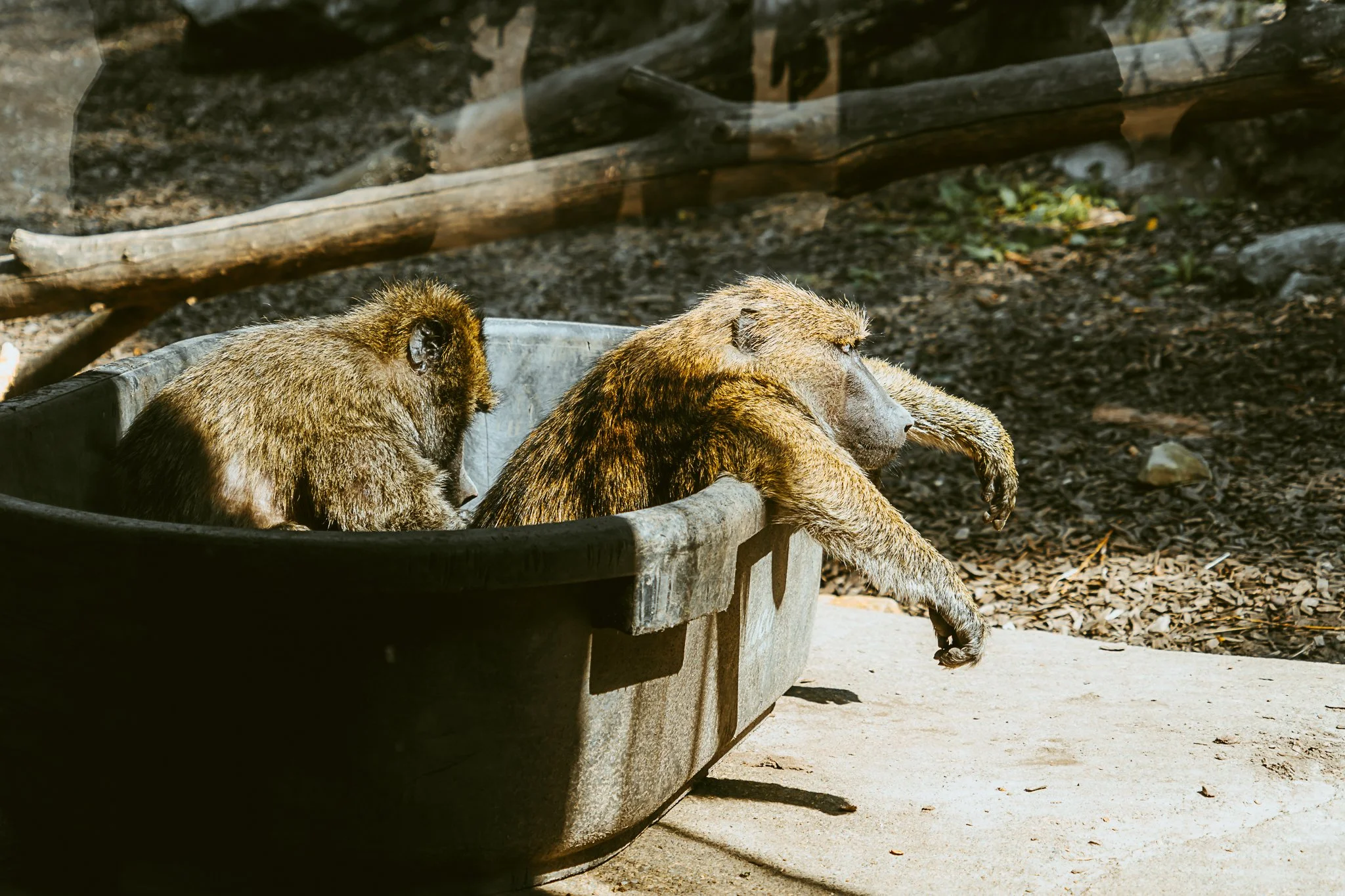 seneca park zoo 2024-51.jpg