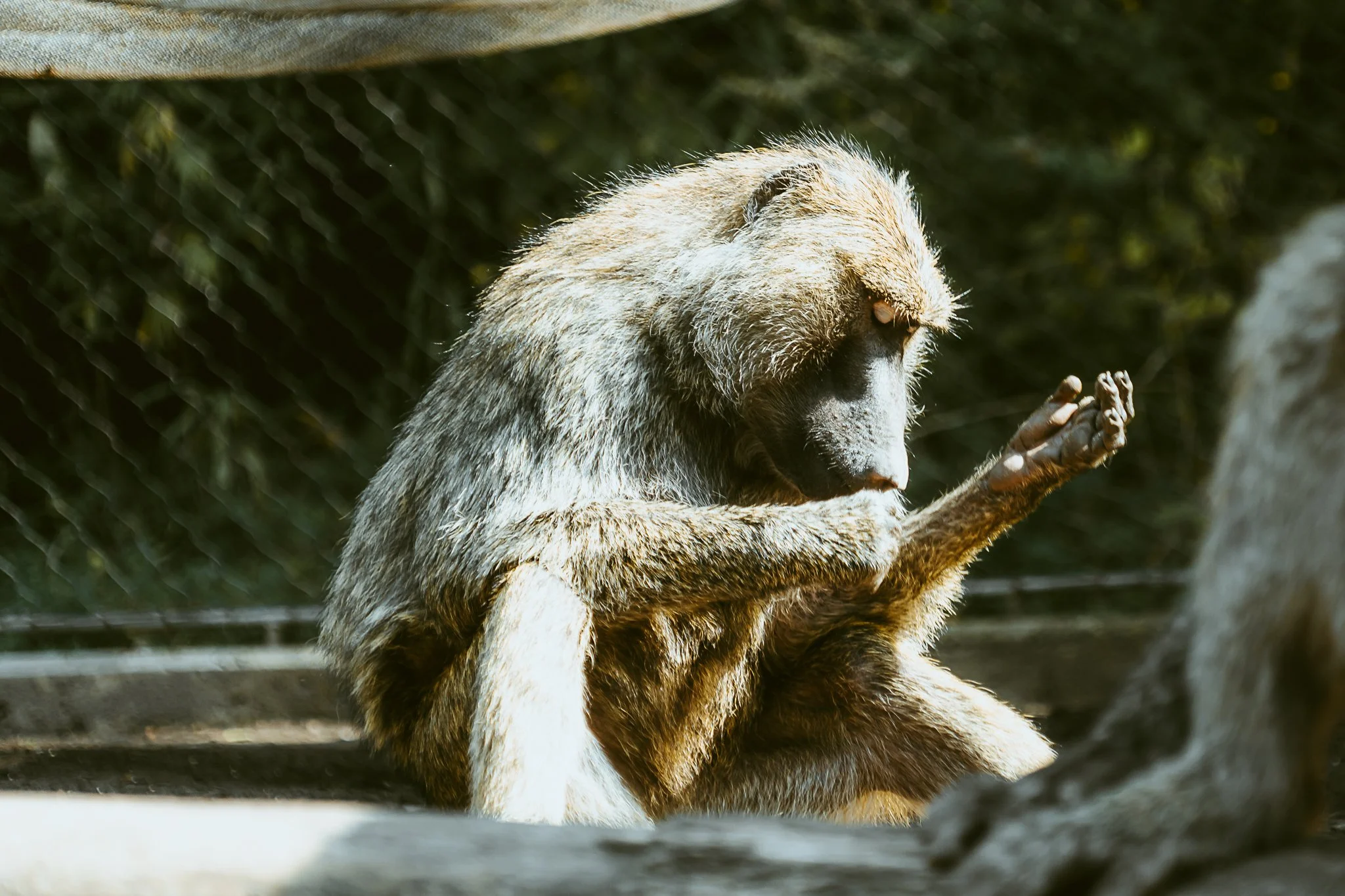 seneca park zoo 2024-57.jpg