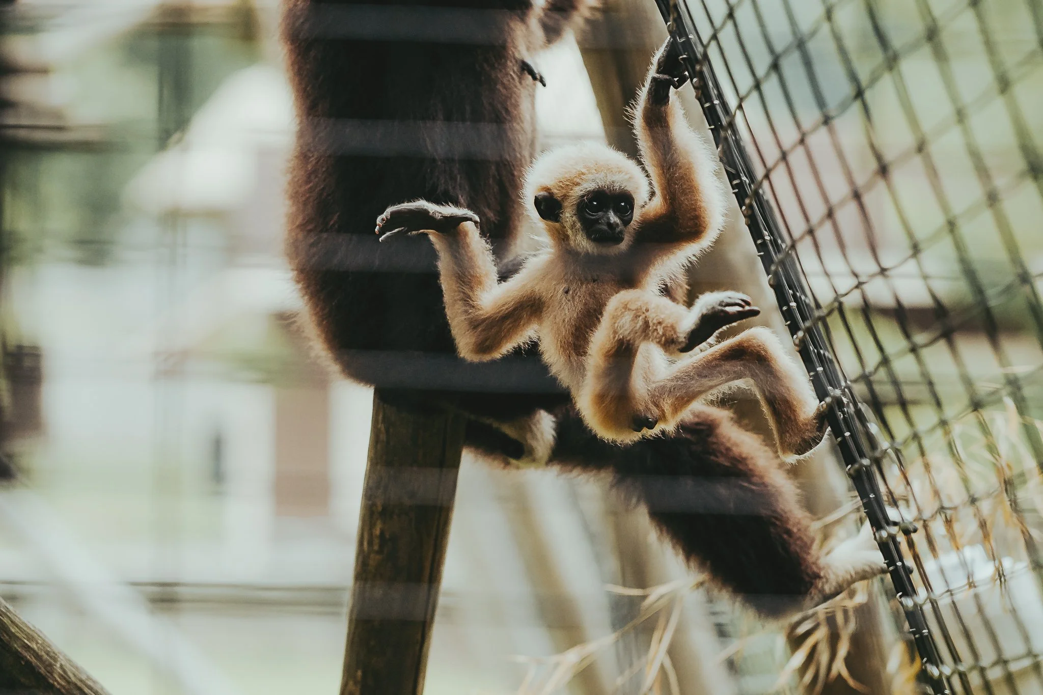 Richmond Zoo