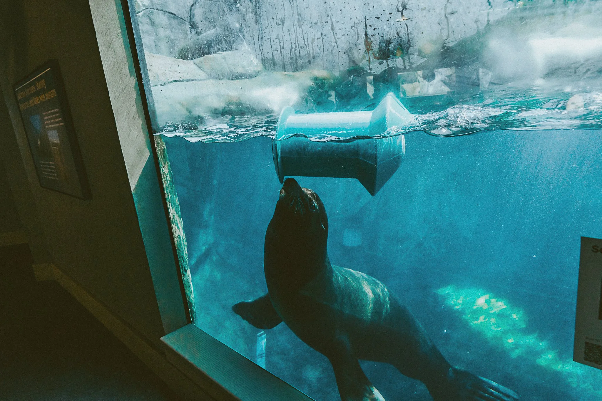 seneca park zoo 2024-33.jpg