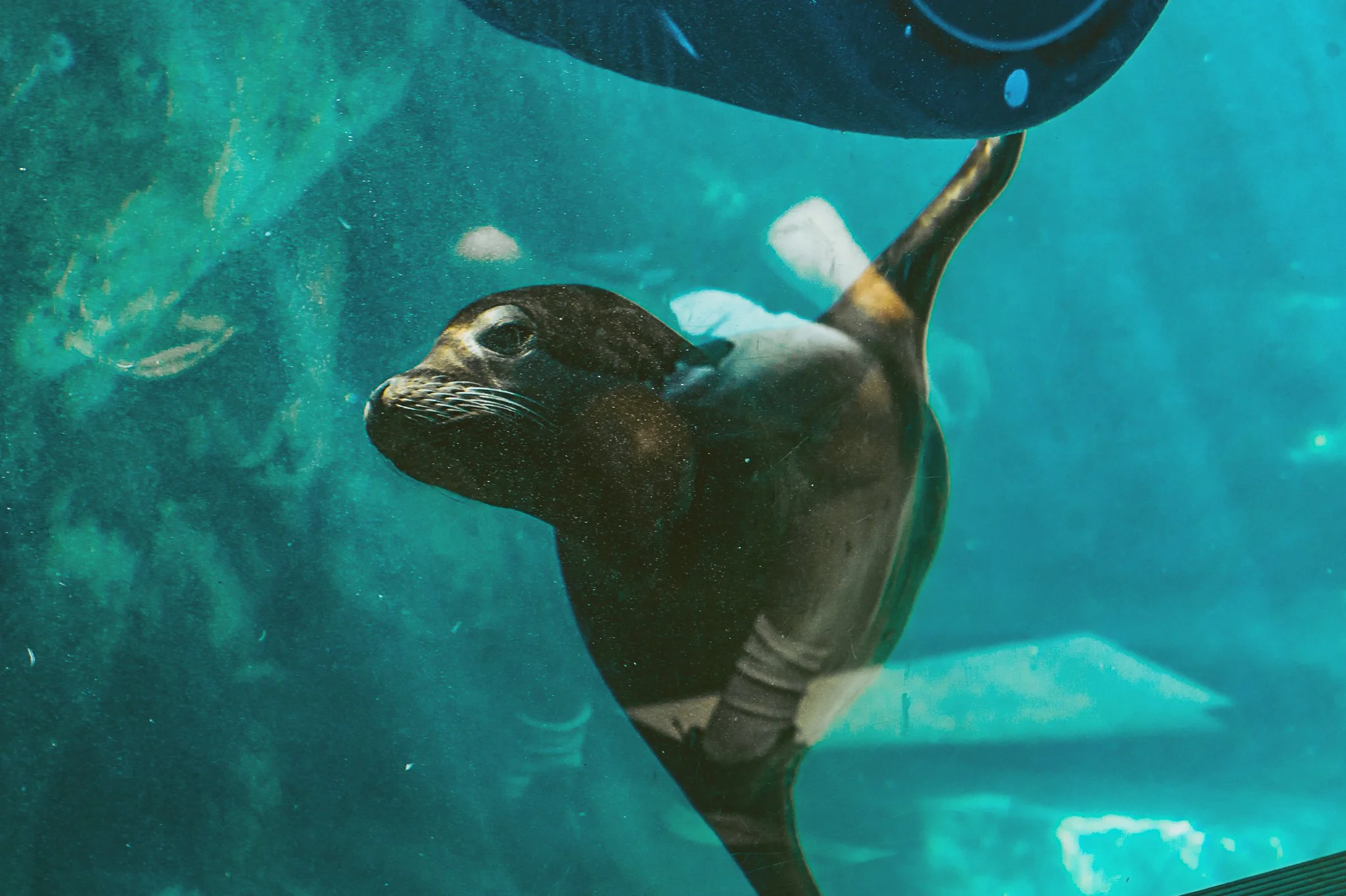seneca park zoo 2024-46.jpg