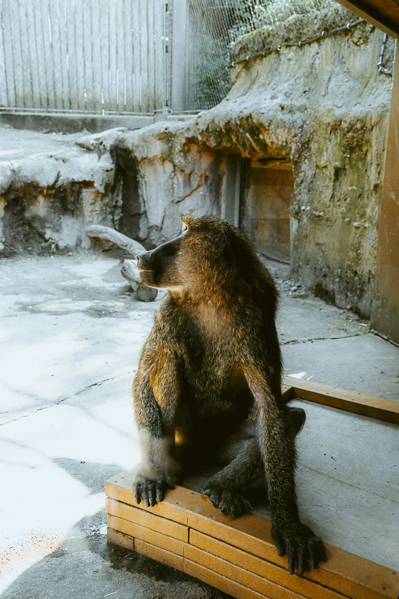 seneca park zoo 2024-56.jpg