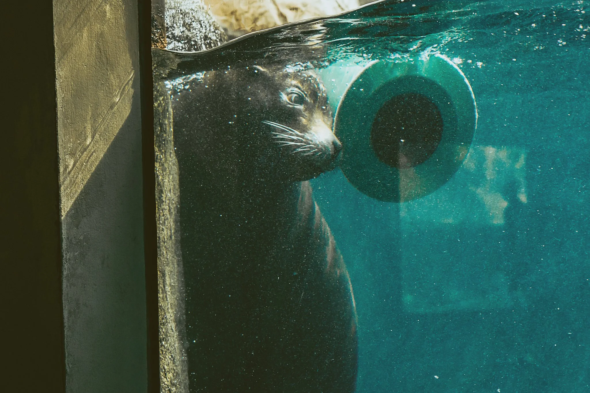 seneca park zoo 2024-40.jpg