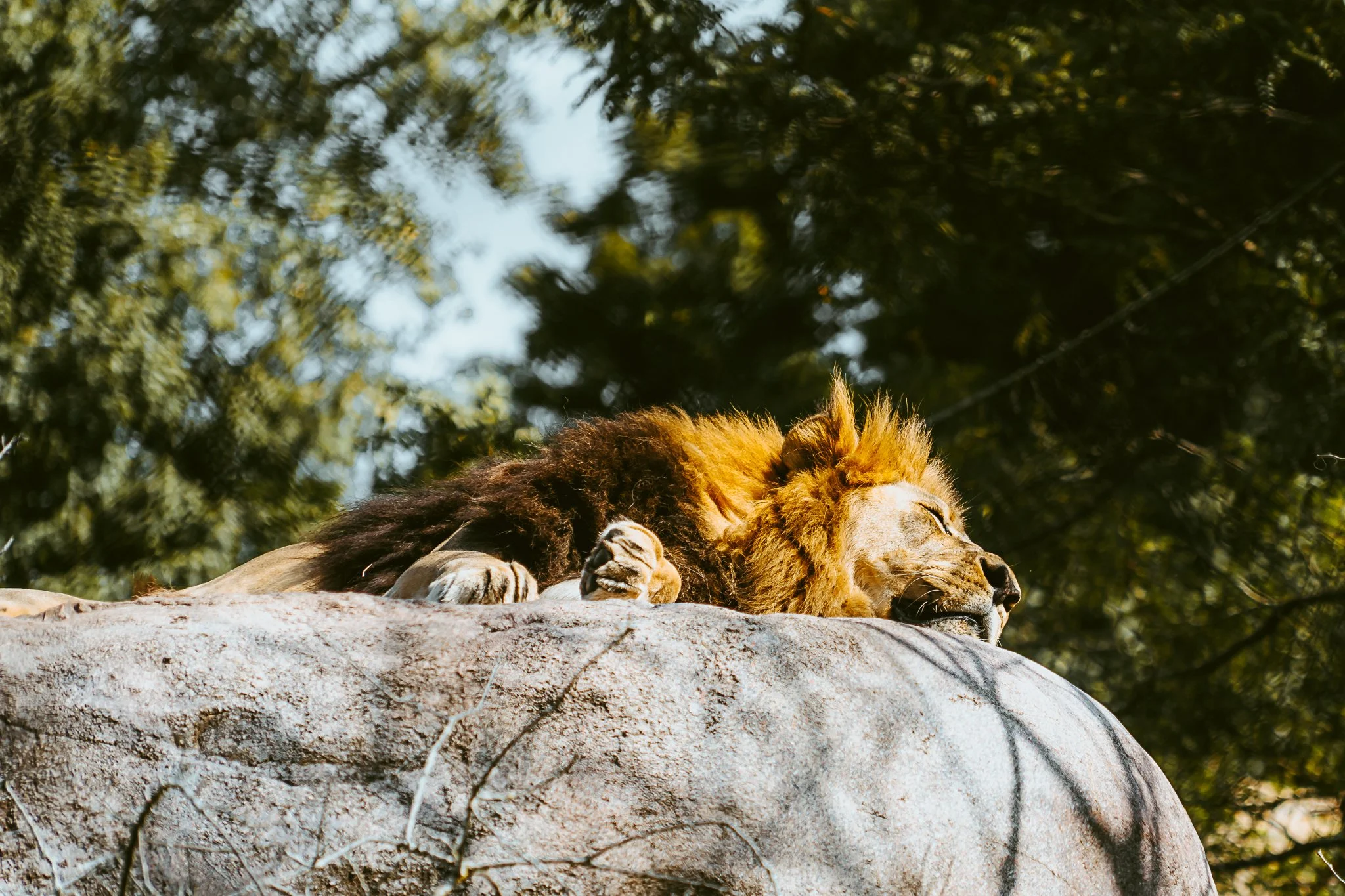 seneca park zoo 2024-76.jpg