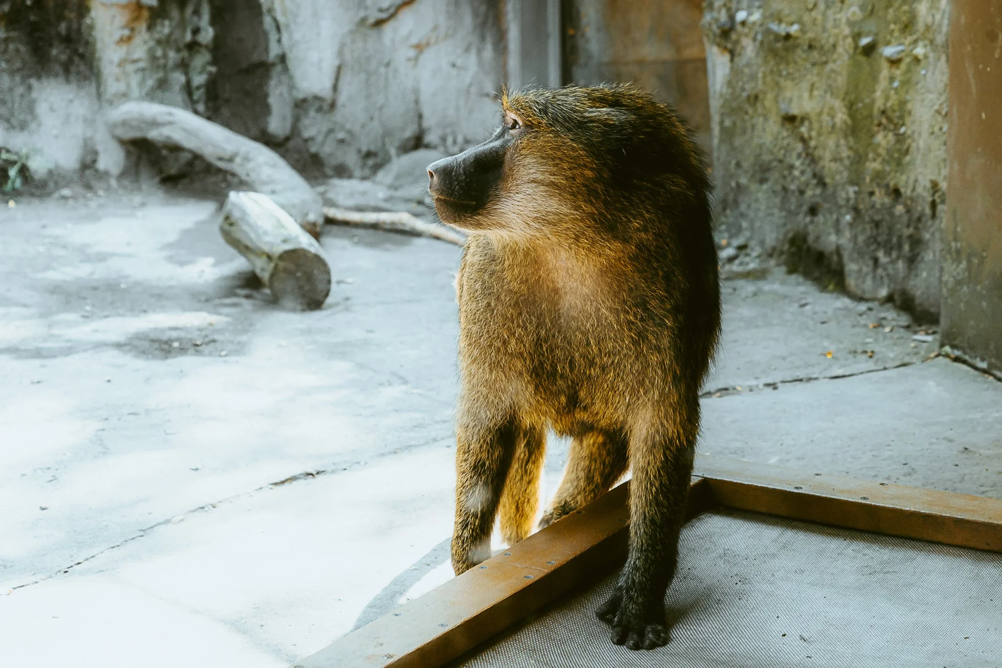 seneca park zoo 2024-59.jpg