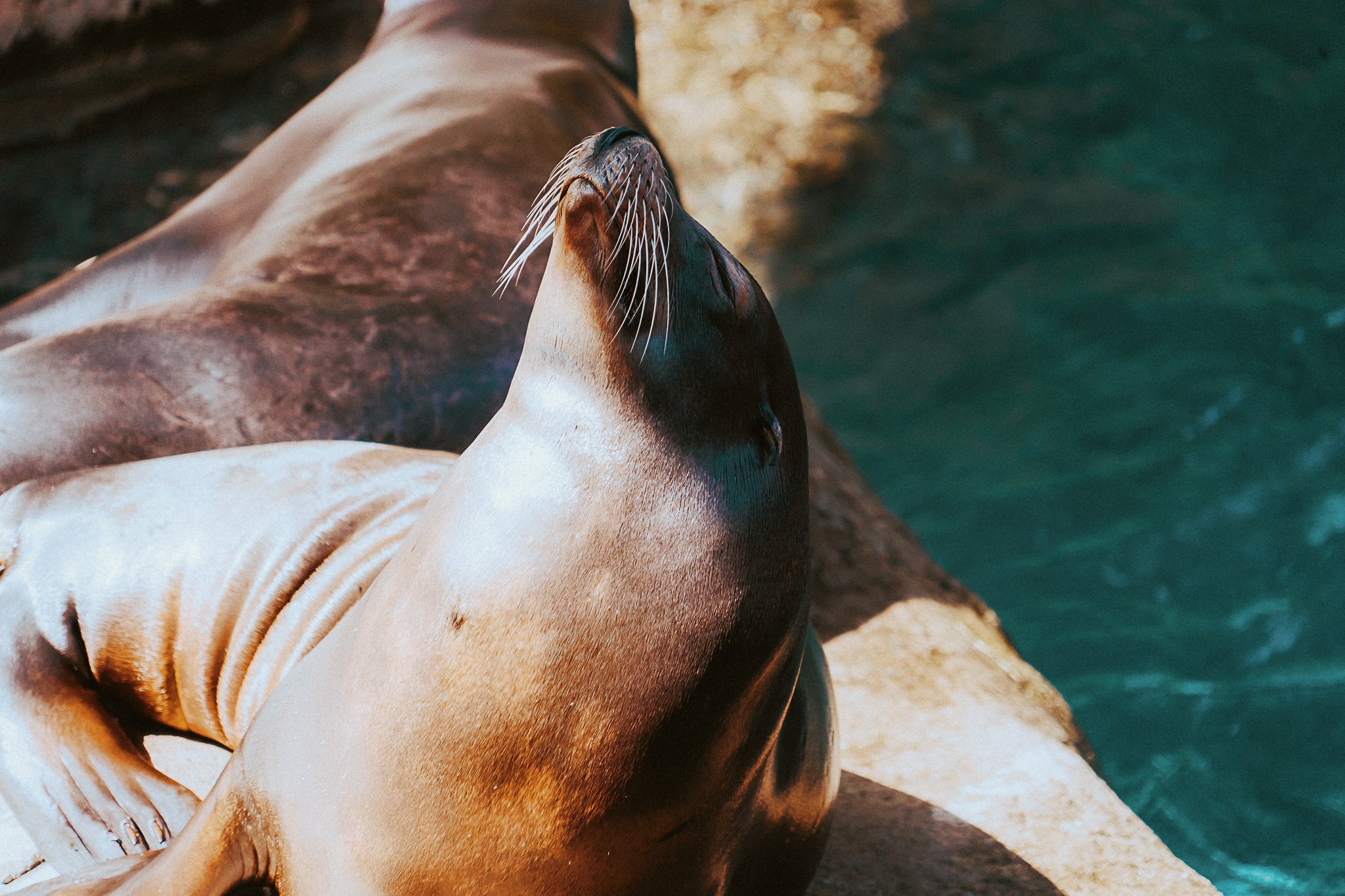 seneca park zoo 2024-22.jpg