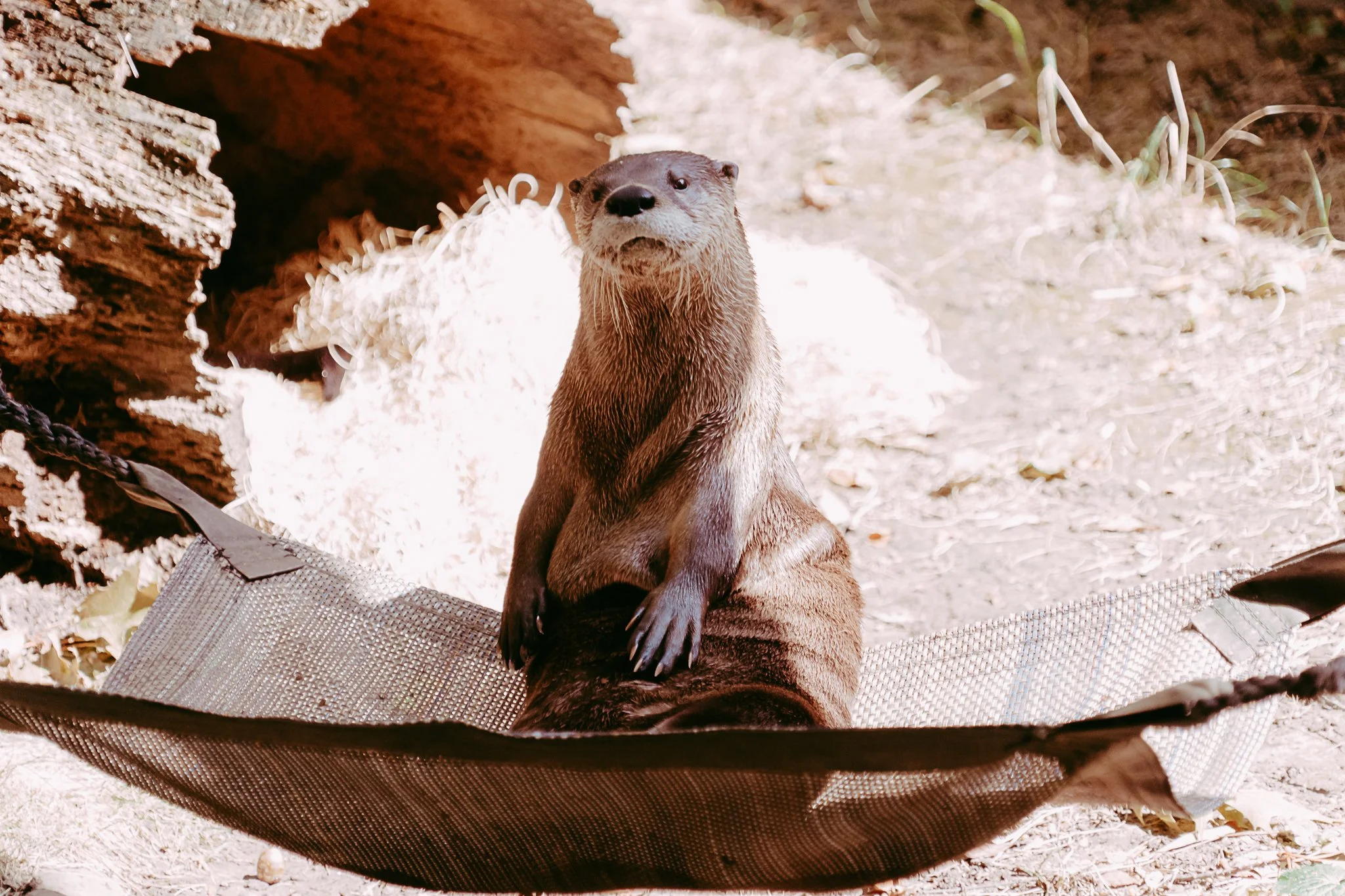 Seneca Park Zoo