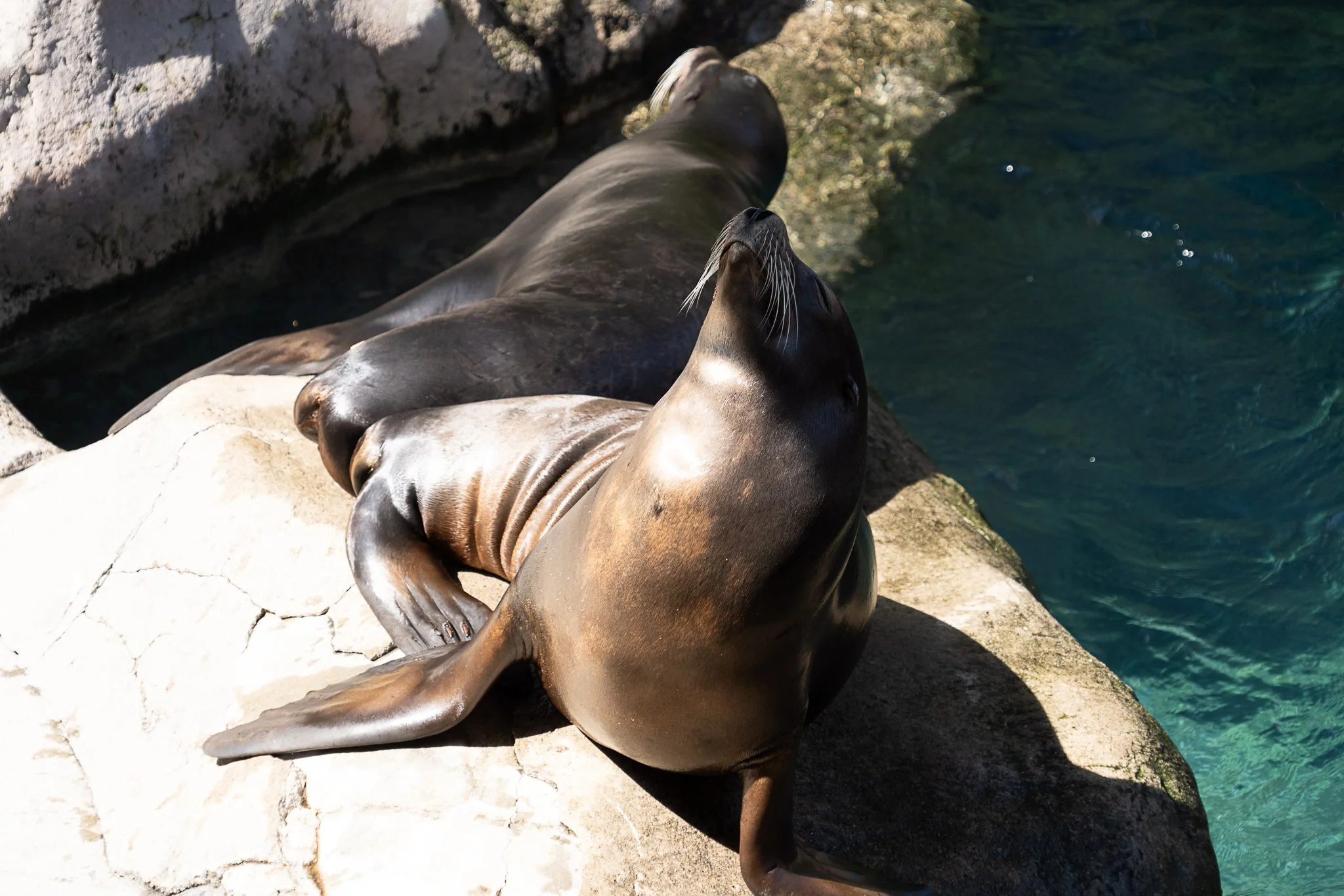 seneca park zoo 2024-21.jpg