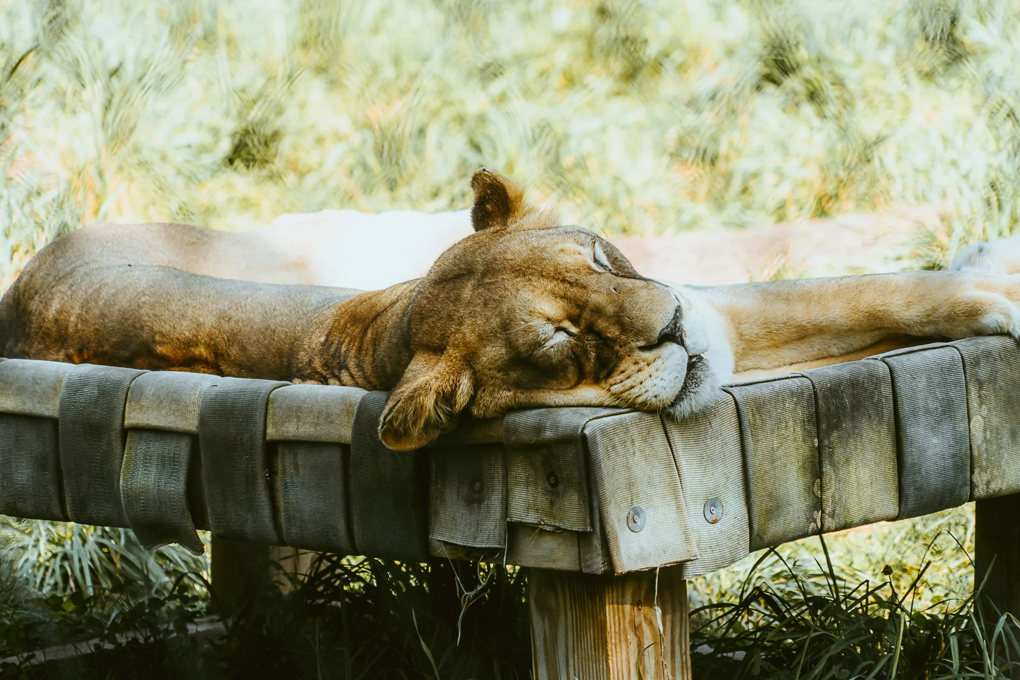 seneca park zoo 2024-81.jpg