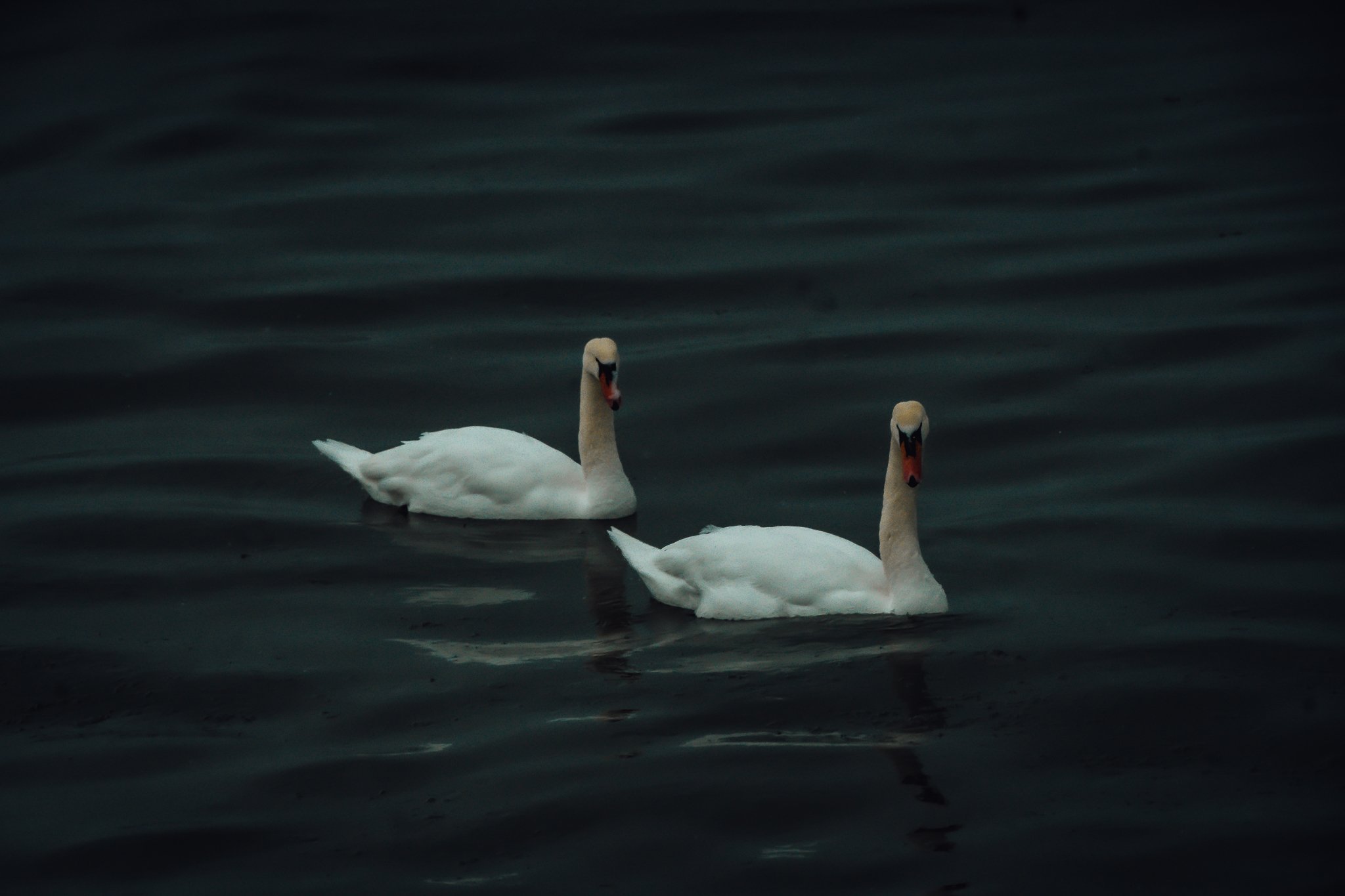 DSC01978-2.jpg