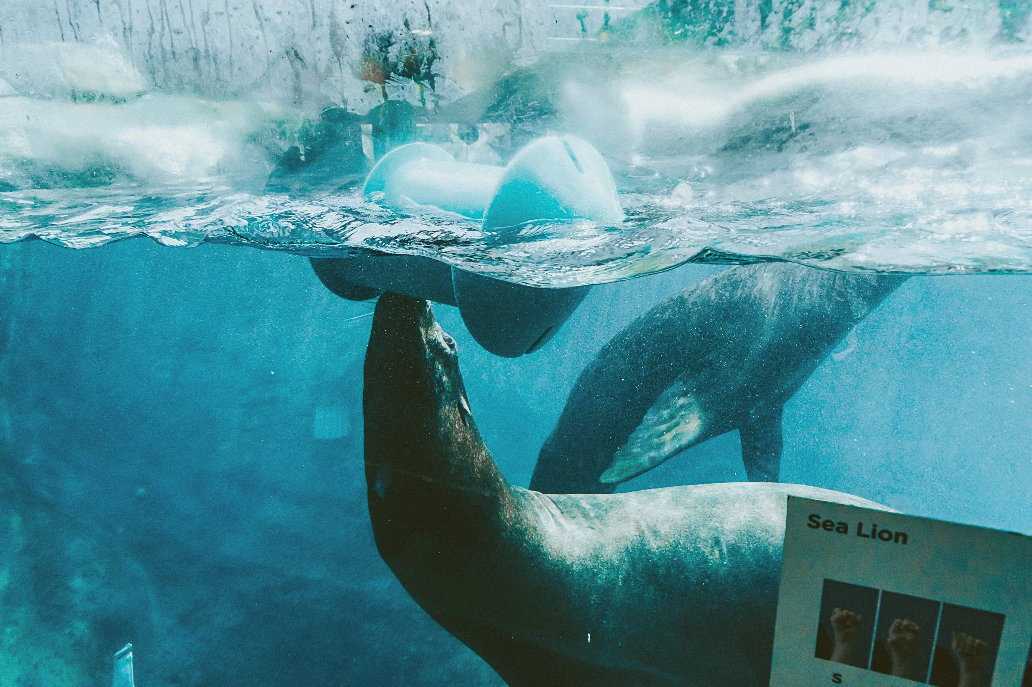 seneca park zoo 2024-31.jpg