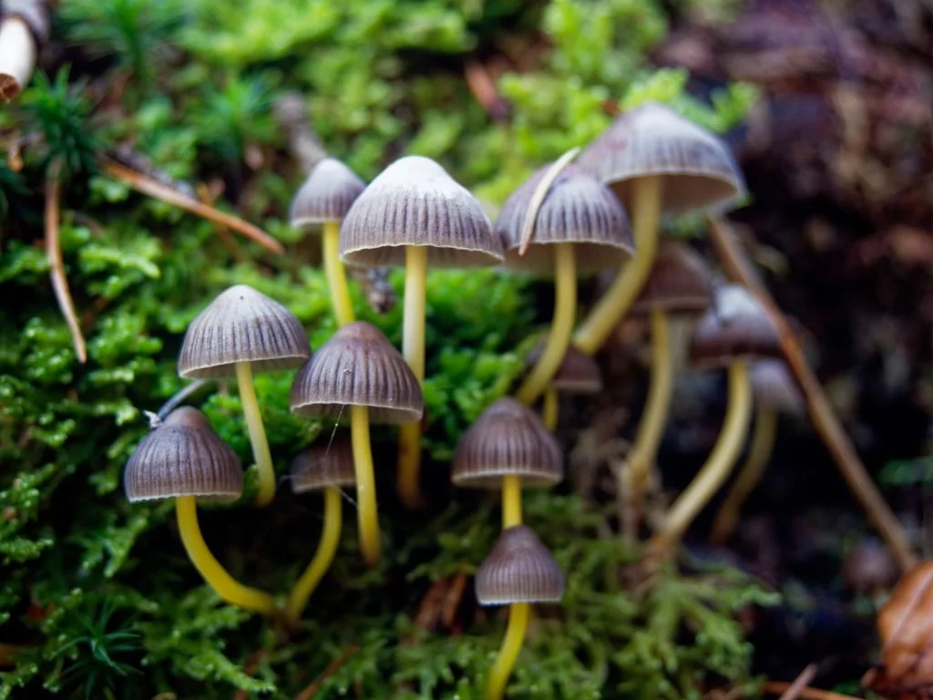 Magic Mushrooms and Humans: A Brief History