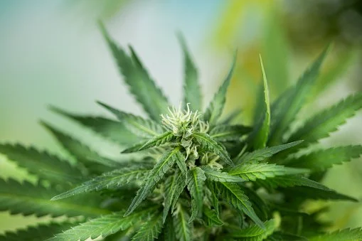 Cannabis 101: Glossary of Cannabis Terms