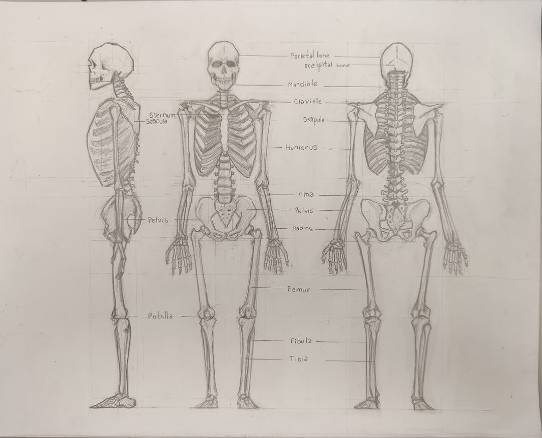 A detailed pencil sketch of a human skeleton with labels pointing to various bones, including the skull, ribcage, pelvis, and limbs, shown from front, side, and back views.