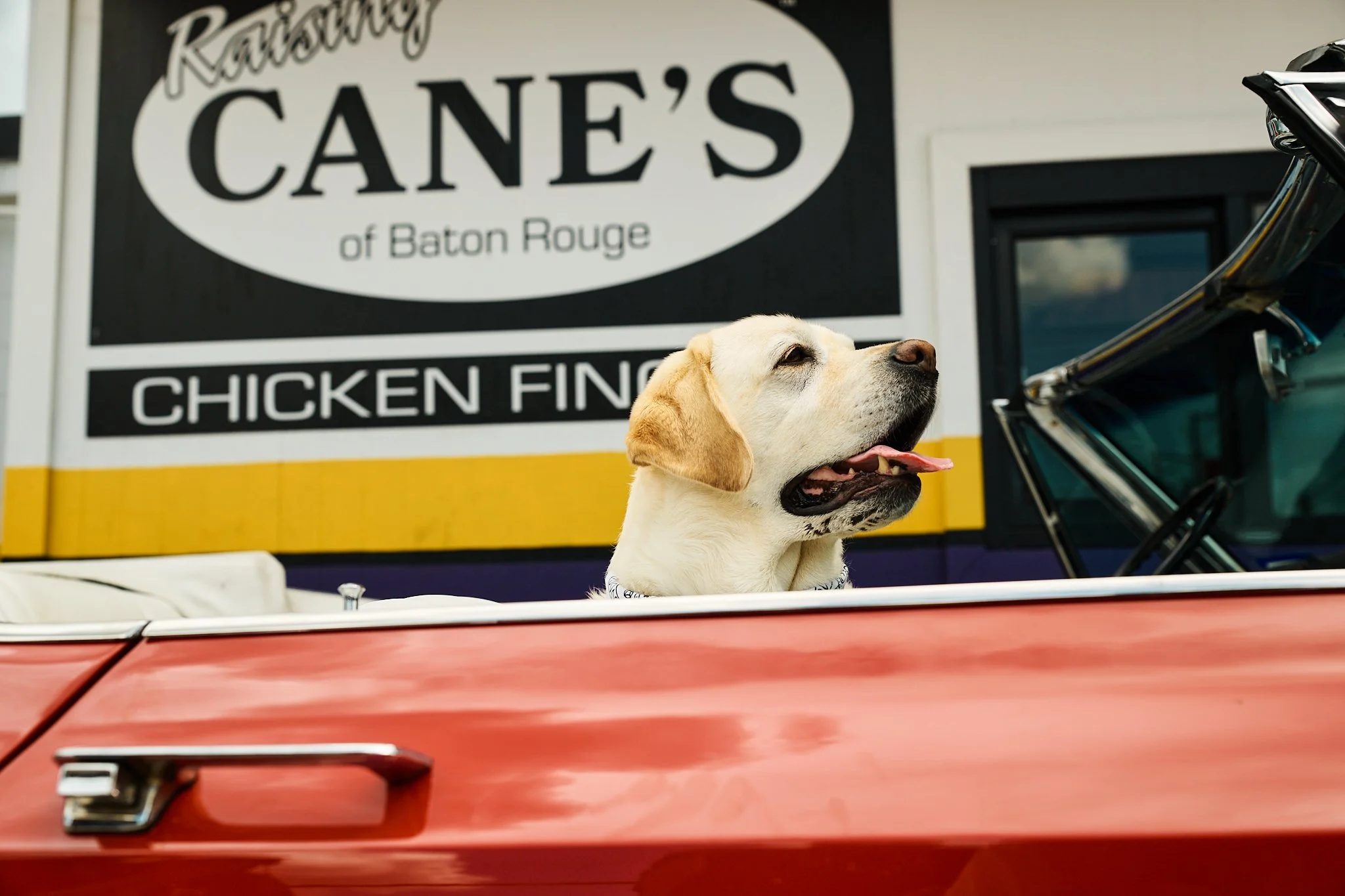 Vogue_Dogue_Canes_80.jpg