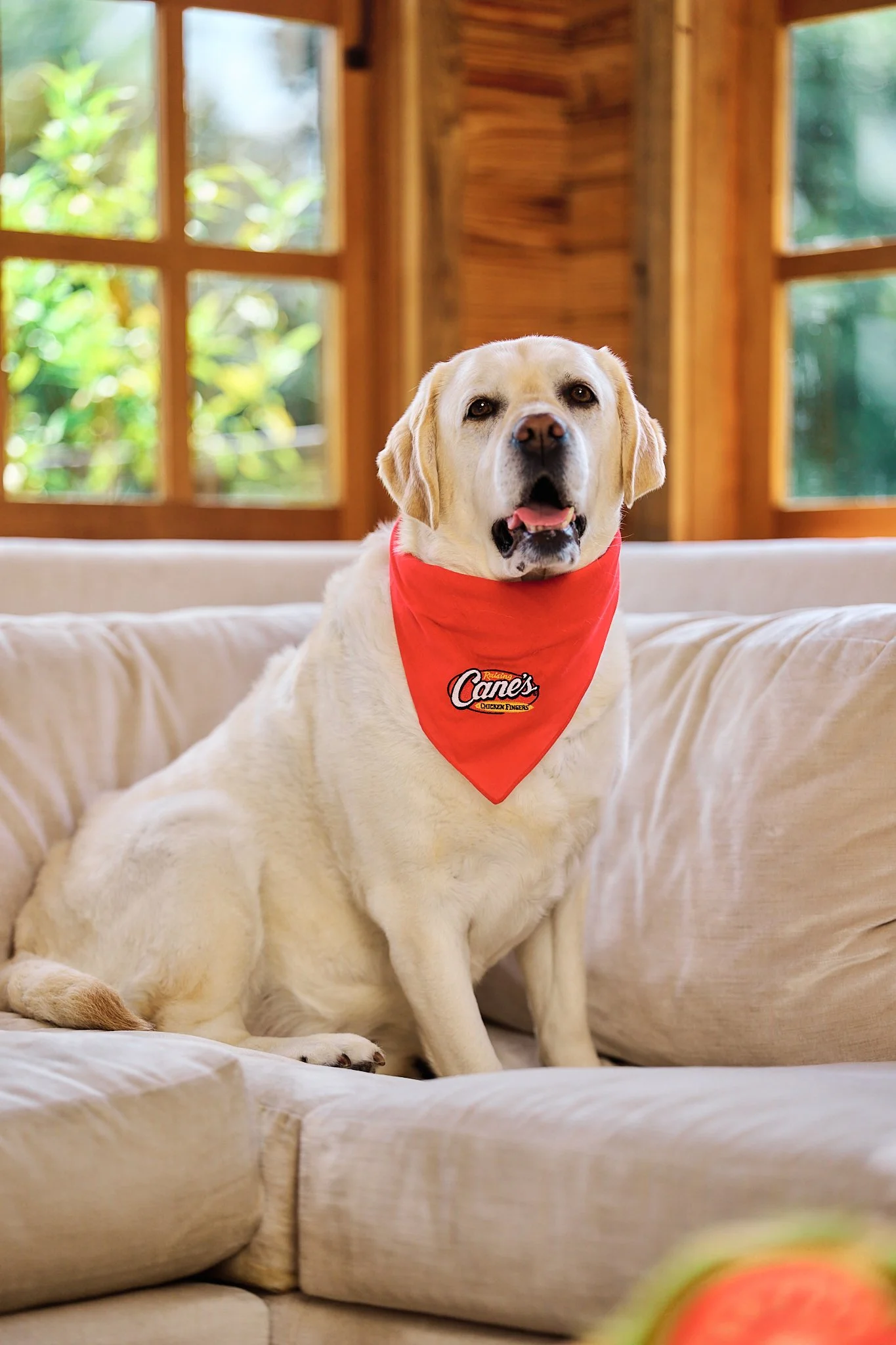 Vogue_Dogue_Canes_32.jpg