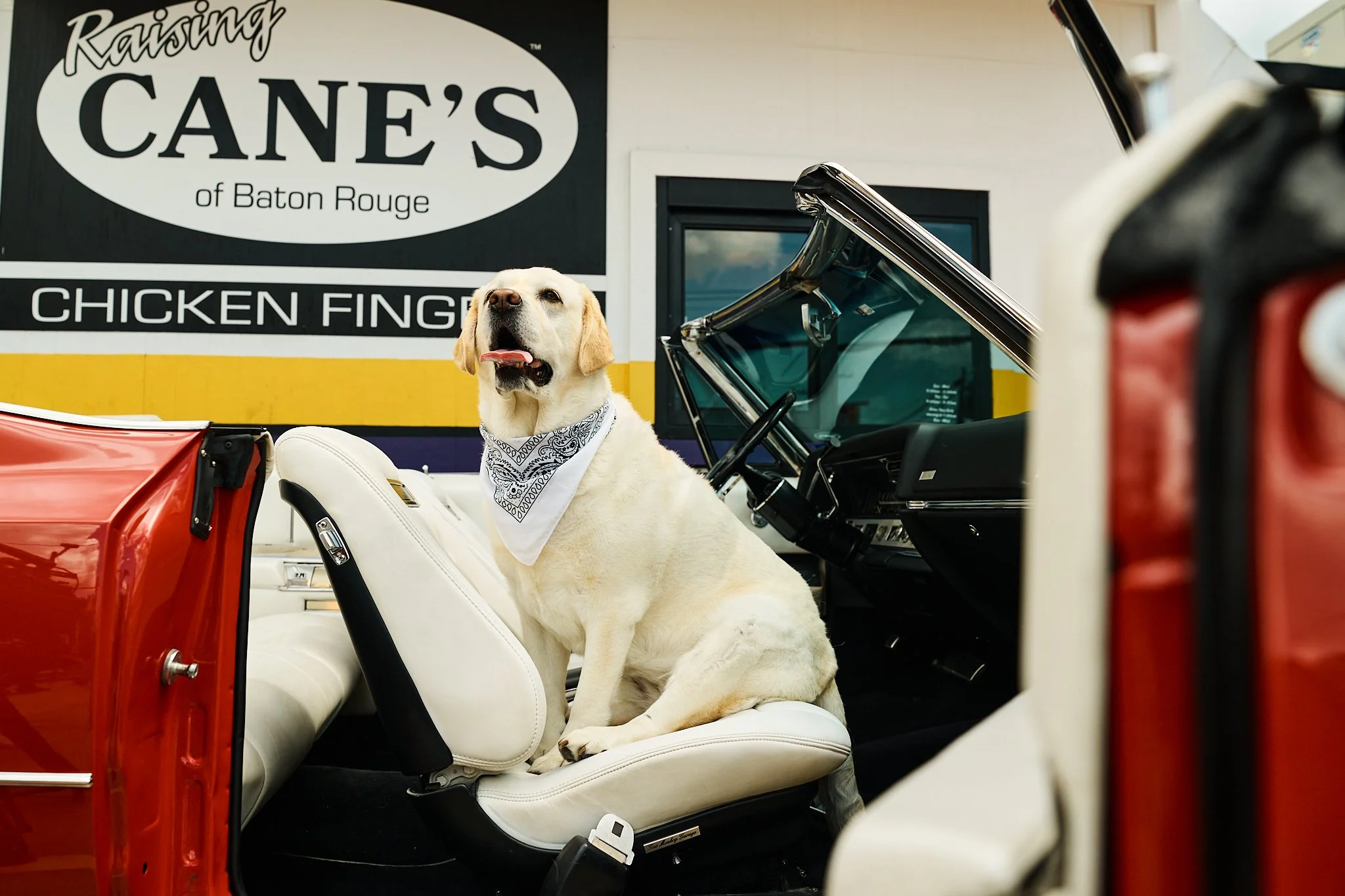 Vogue_Dogue_Canes_77.jpg
