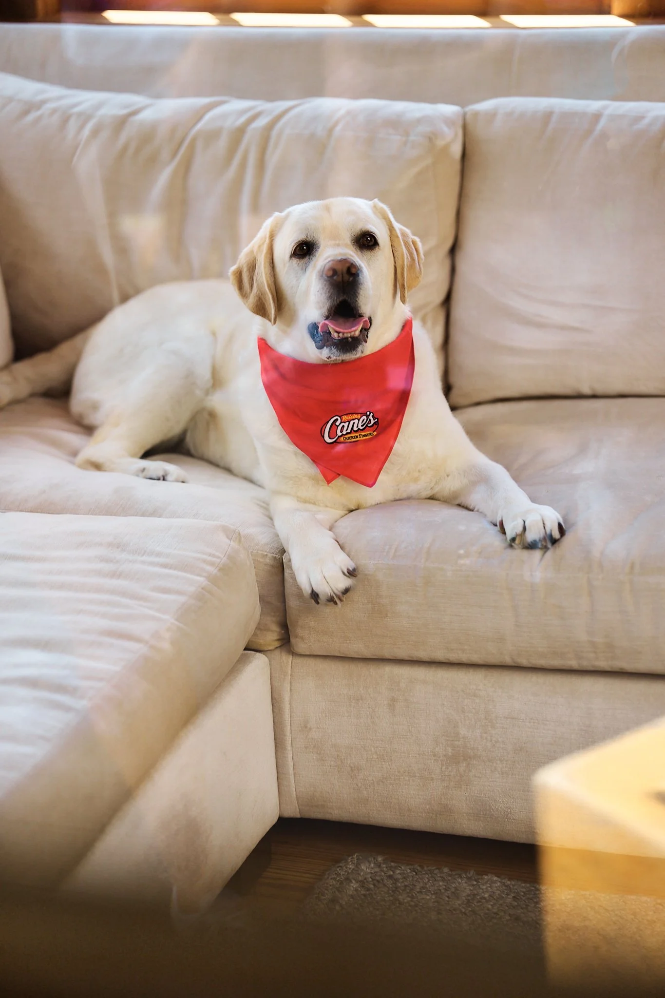 Vogue_Dogue_Canes_52.jpg