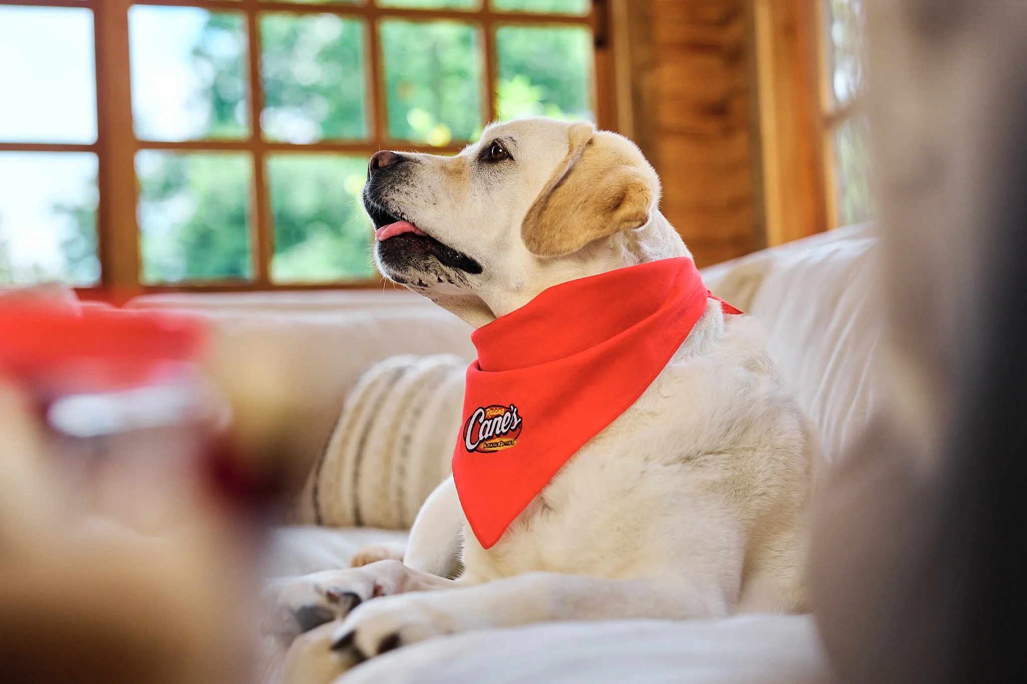 Vogue_Dogue_Canes_17.jpg