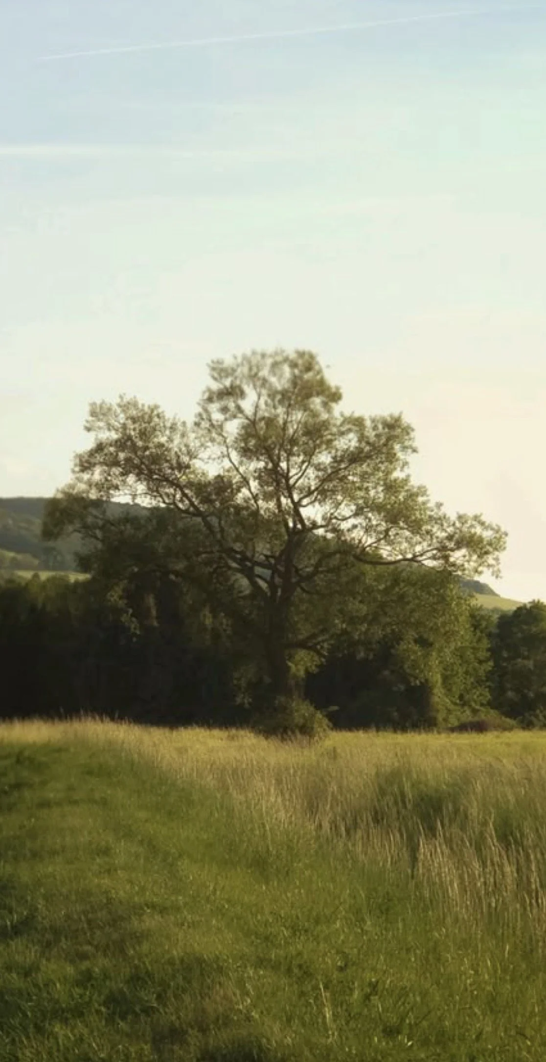 A scenic landscape with a large tree in the foreground, grassy field, and hills in the background during daylight.