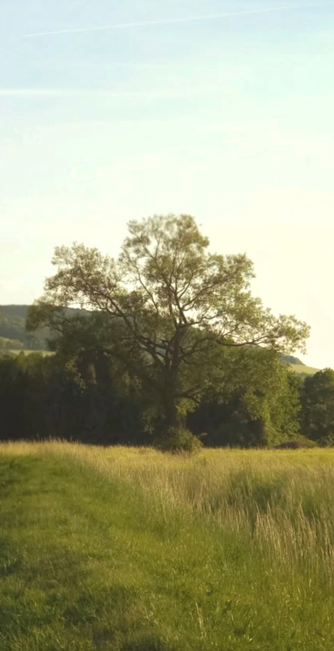 A lone tree stands in a grassy field with hills in the background, under a clear sky.