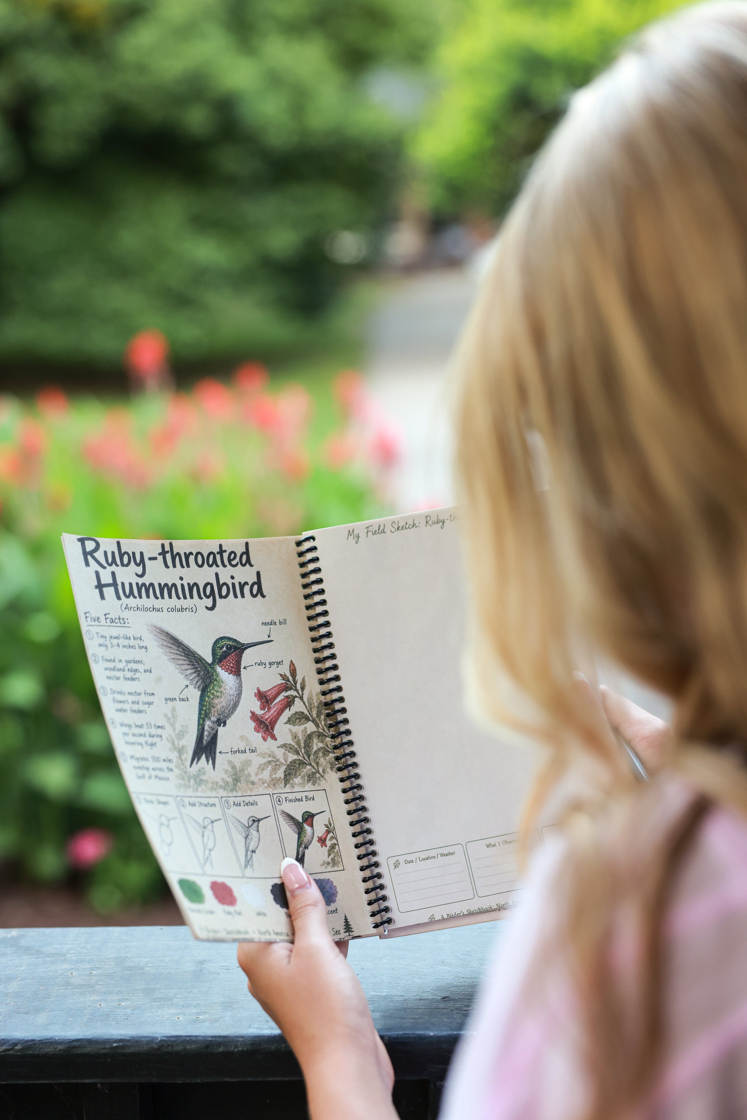 "Child holding open Birder's Sketchbook showing Ruby-throated Hummingbird illustration and field notes"