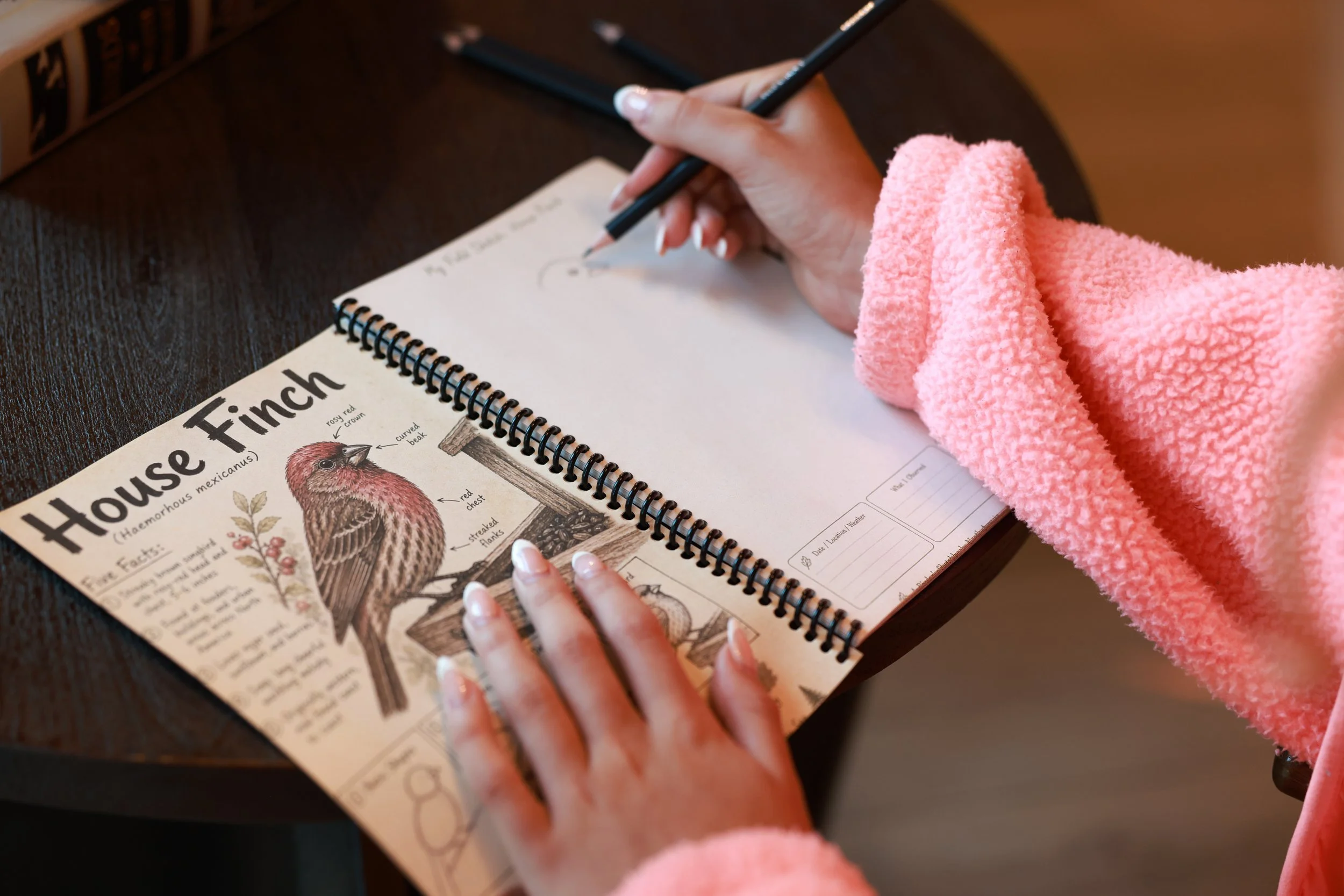 "Hands interacting with House Finch page in Birder's Sketchbook, showing detailed illustration, labels, and field notes"