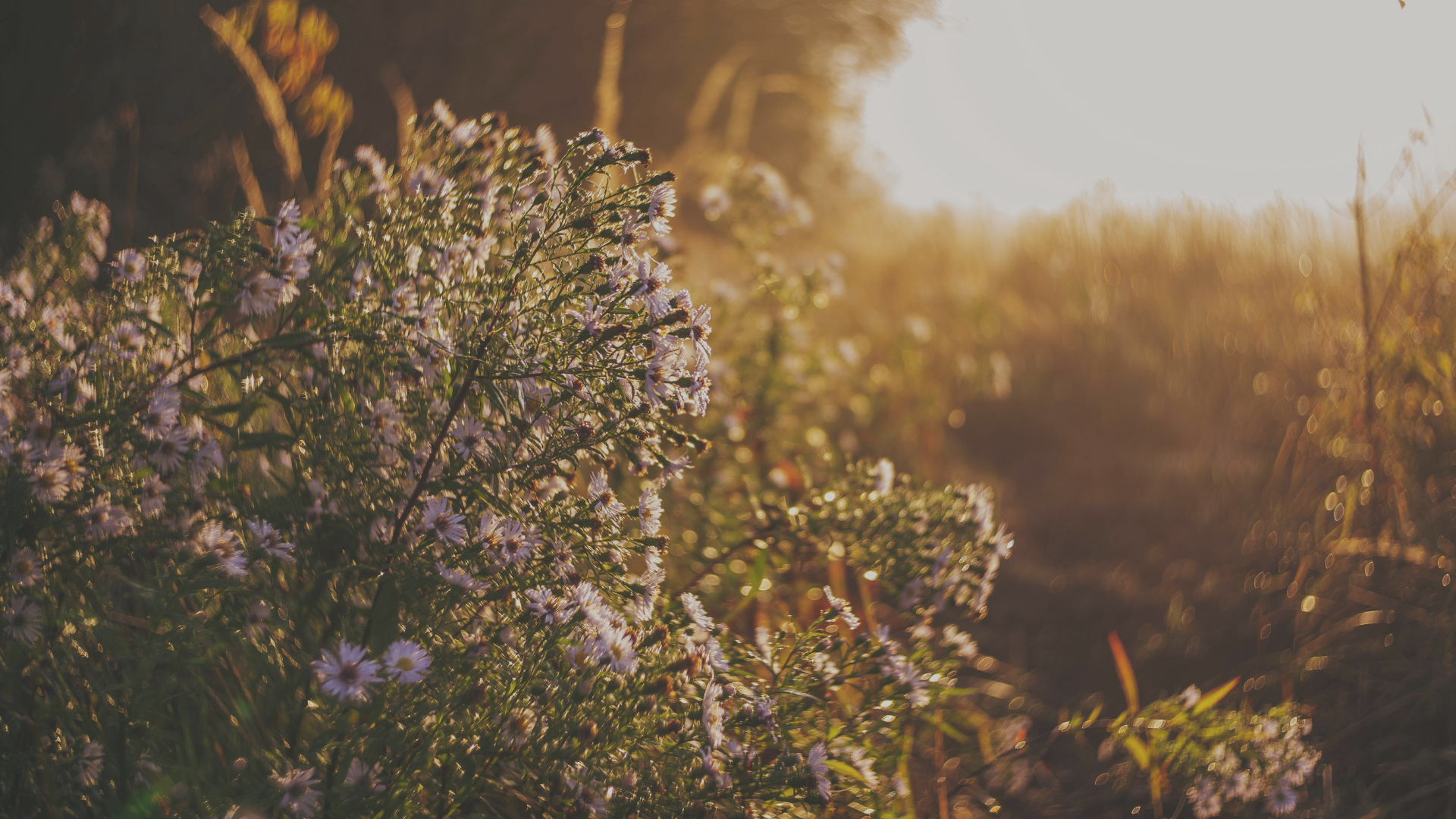 Wildflowers growing in a field during sunset with light creating a warm glow.