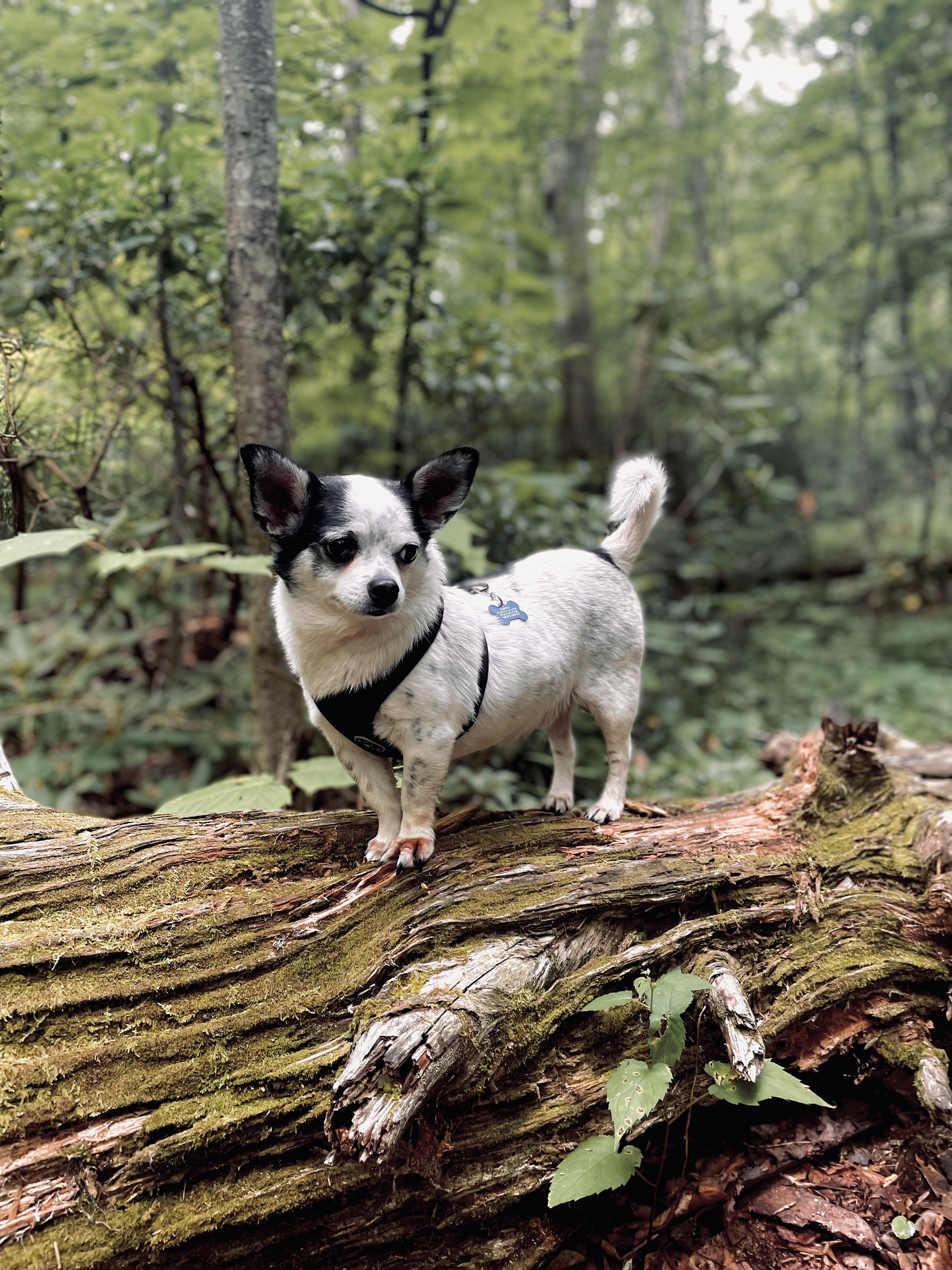 Small black and white dog standing on a fallen log in a forest with green foliage.
