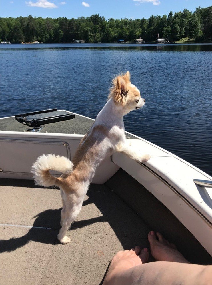 Small dog with fluffy tail and light brown and white fur standing on boat deck, gazing at calm lake surrounded by trees on a sunny day.