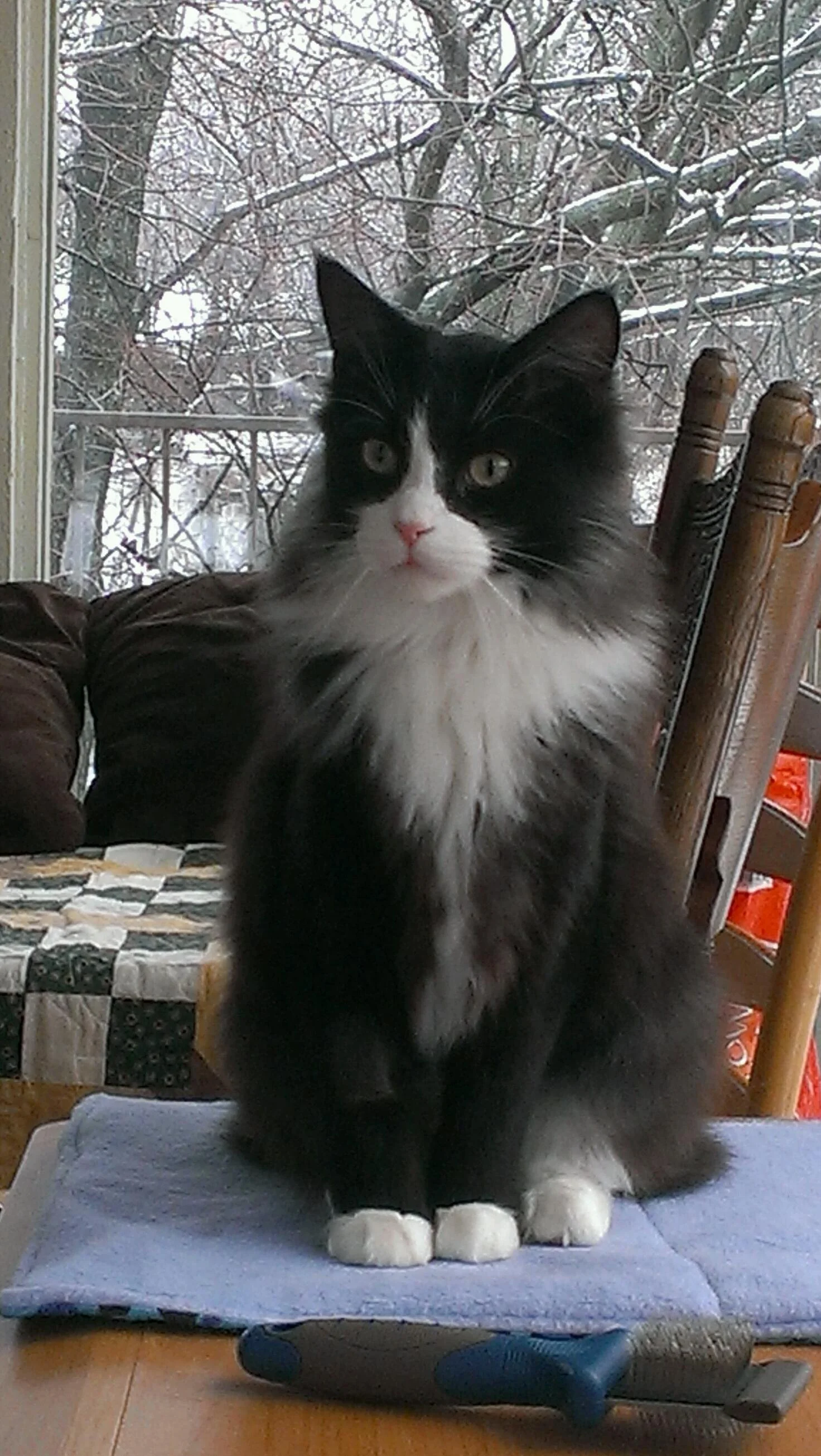 A black and white cat with white paws, chest, and face, sitting on a blue mat on a wooden surface, in front of a window with snowy tree branches outside.