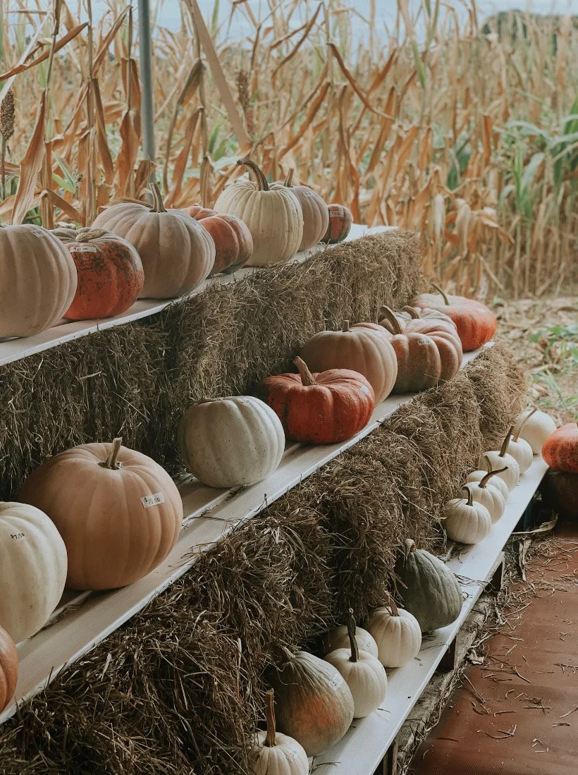 Display of pumpkins on hay bales in a pumpkin patch or farm stand, with dried corn stalks in the background.