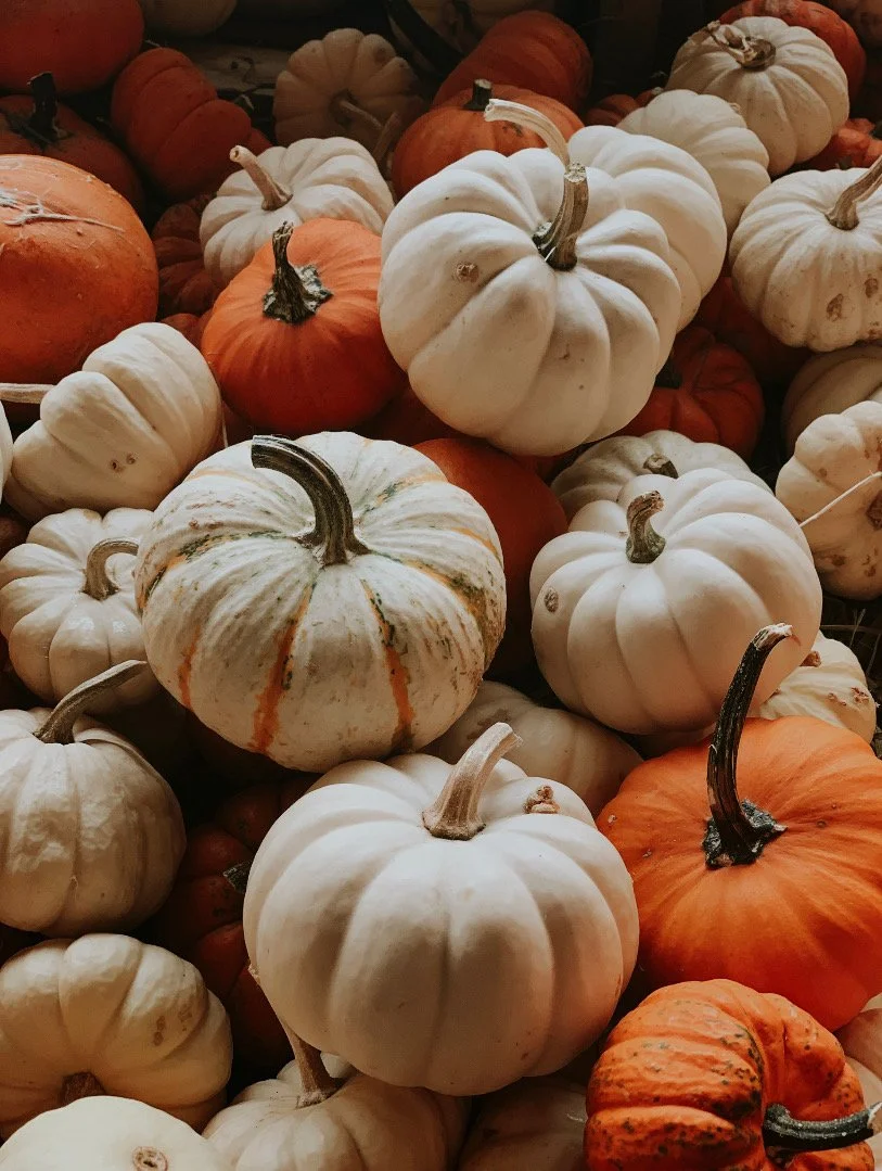 A pile of white, orange, and multi-colored pumpkins with various stem shapes and sizes.