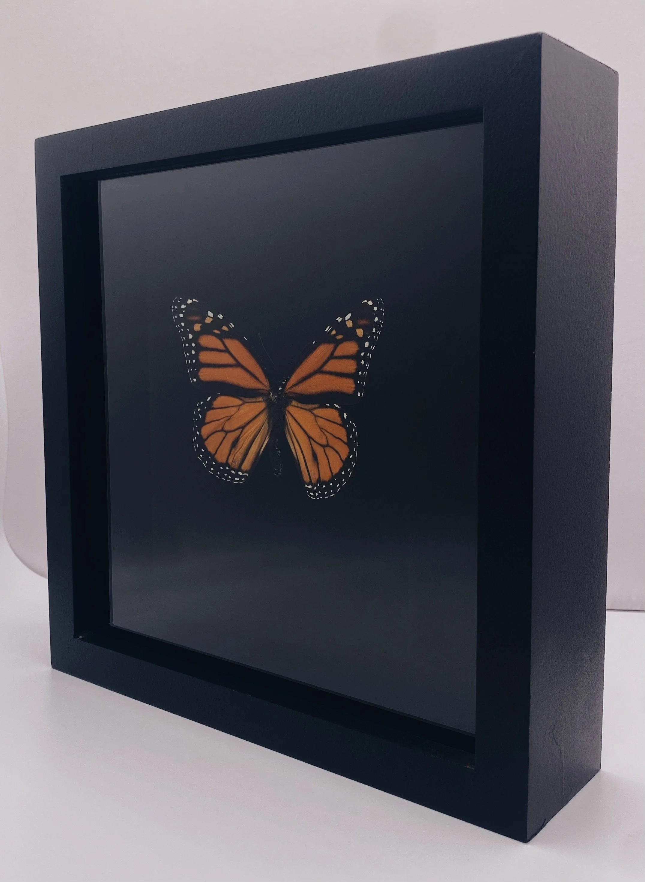 Monarch Butterfly Display