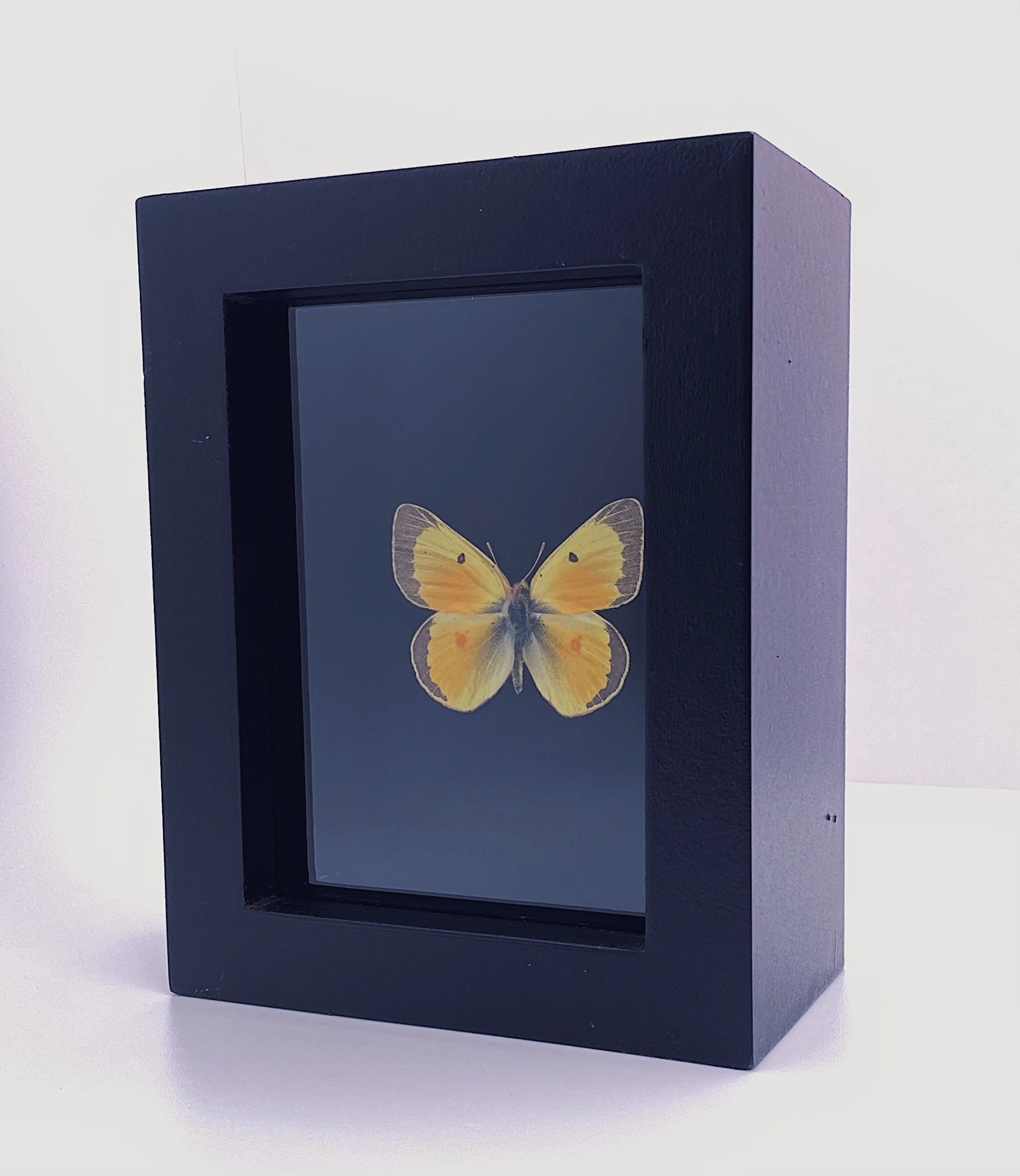 Orange Sulphur (Colias eurytheme)