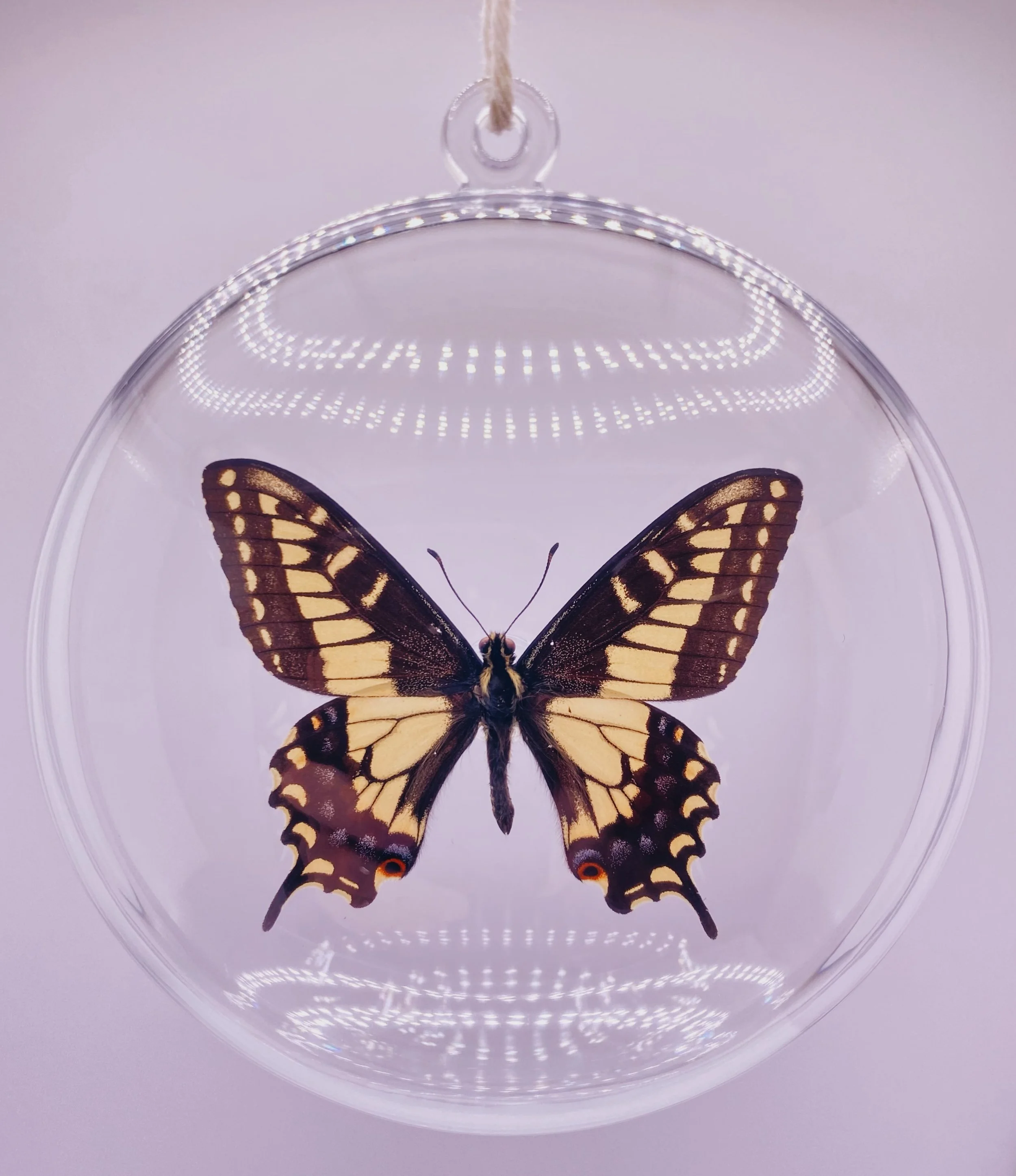 Oval Butterfly Ornament