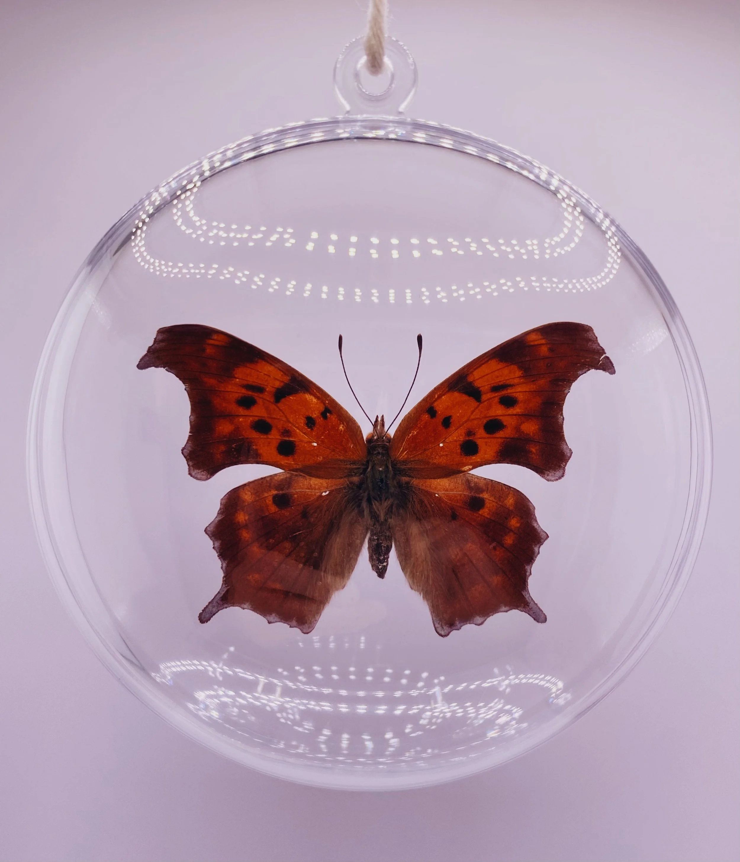 Butterfly Oval Ornament