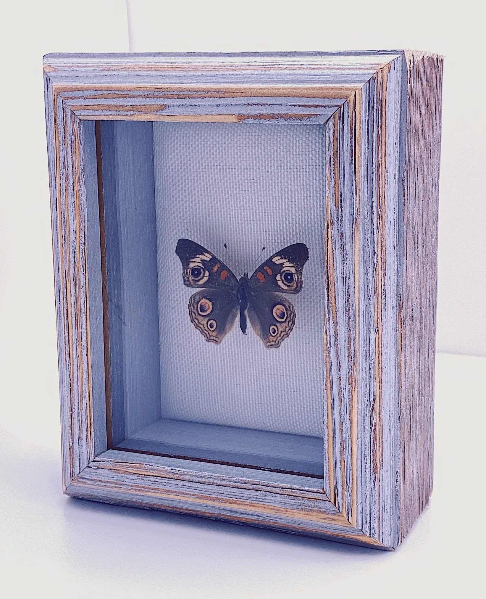 Buckeye (Junonia coenia)