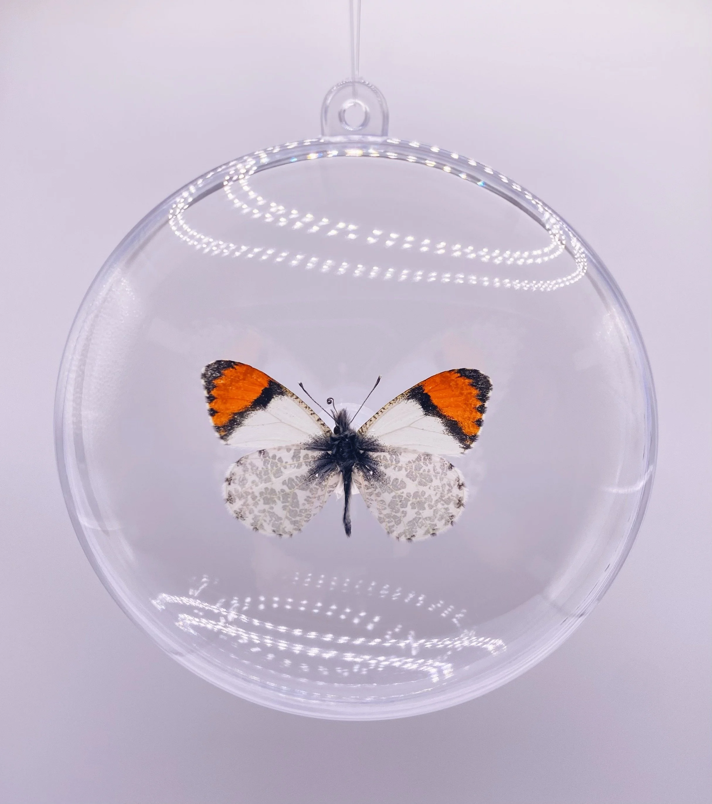 White & Orange Butterfly Ornament