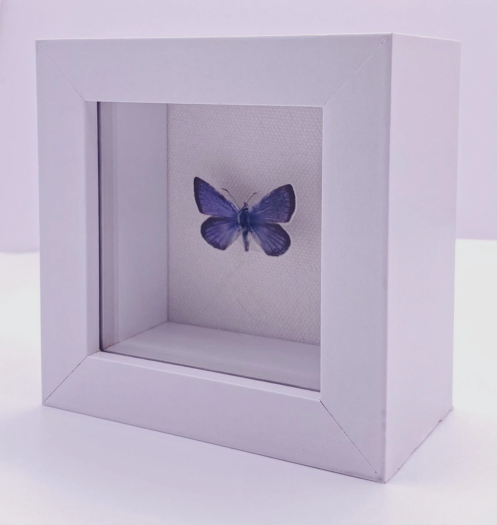 Silvery Blue (Glaucopsyche lygdamus)