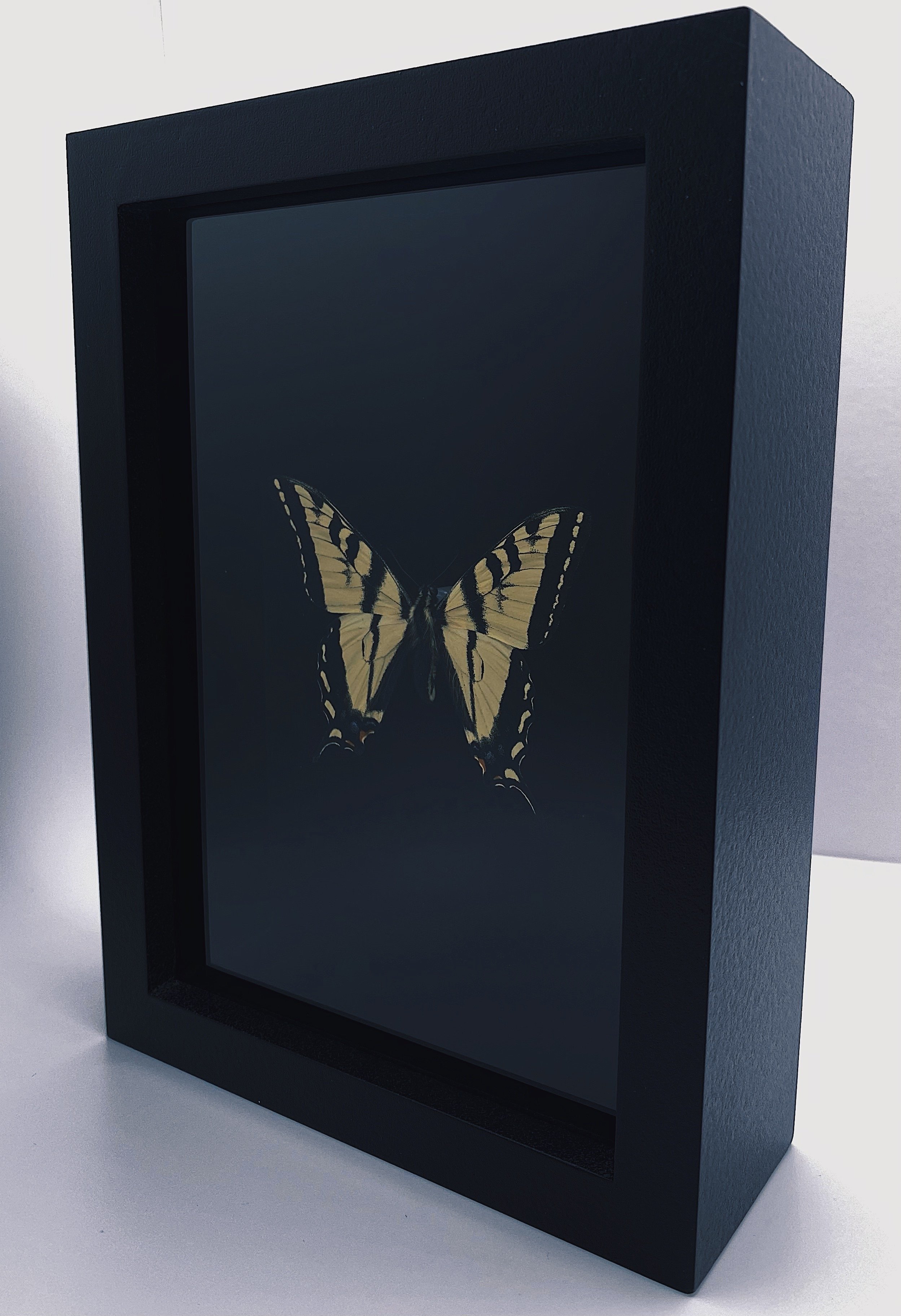 Western Tiger Swallowtail (Papilio rutulus)