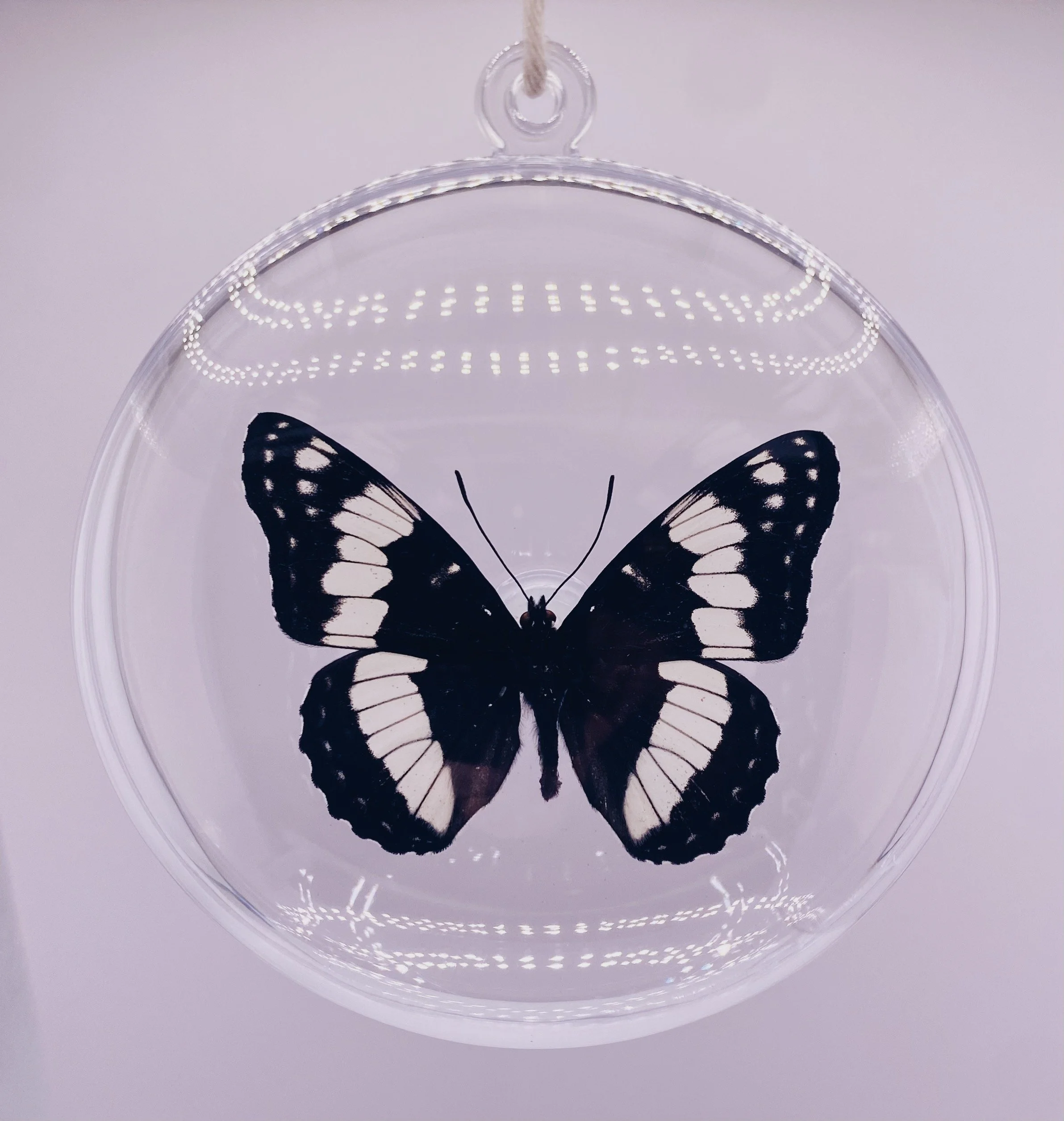 Black, White & Blue Butterfly Ornament
