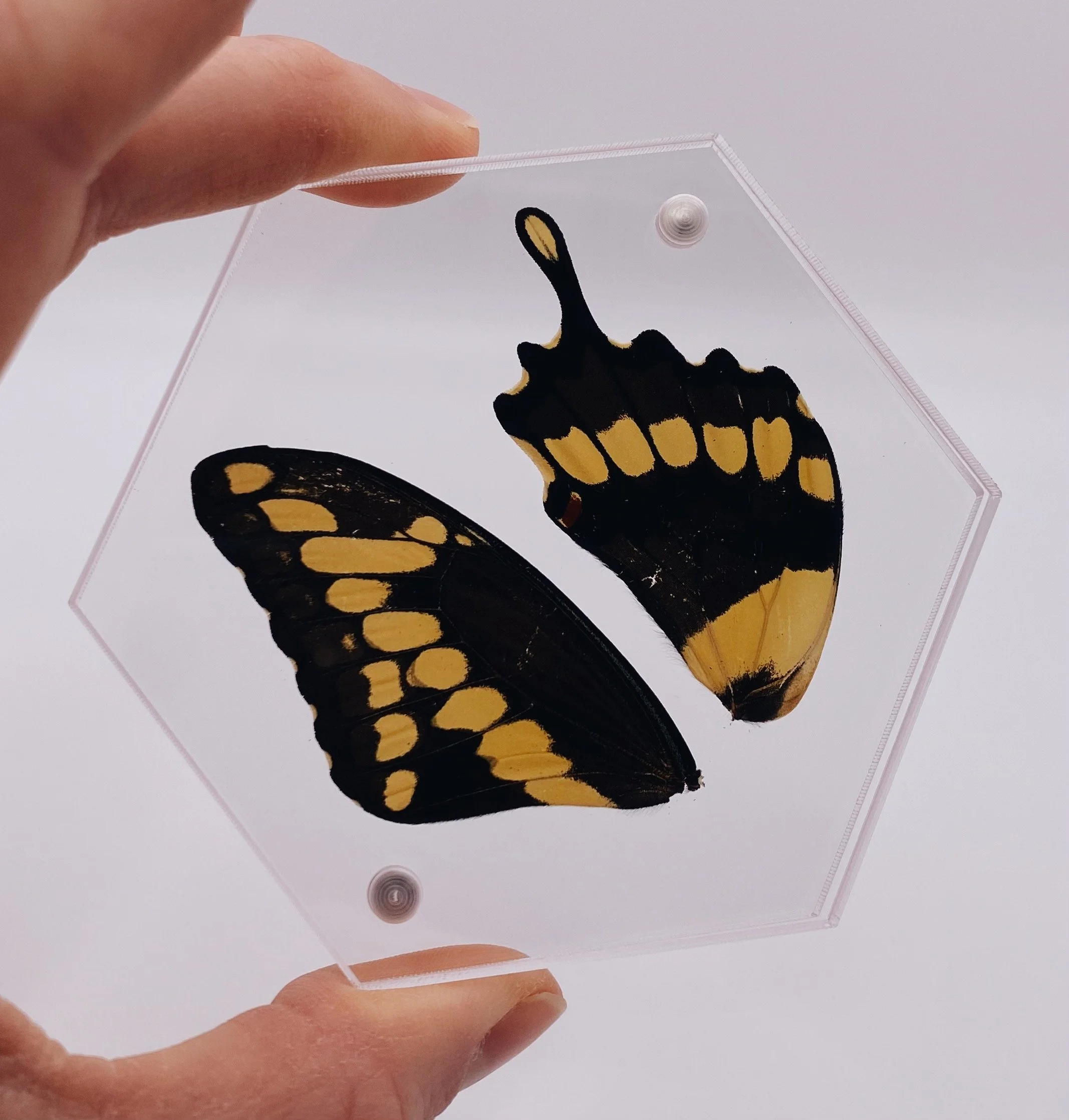 Butterfly Coasters (Set of 2)