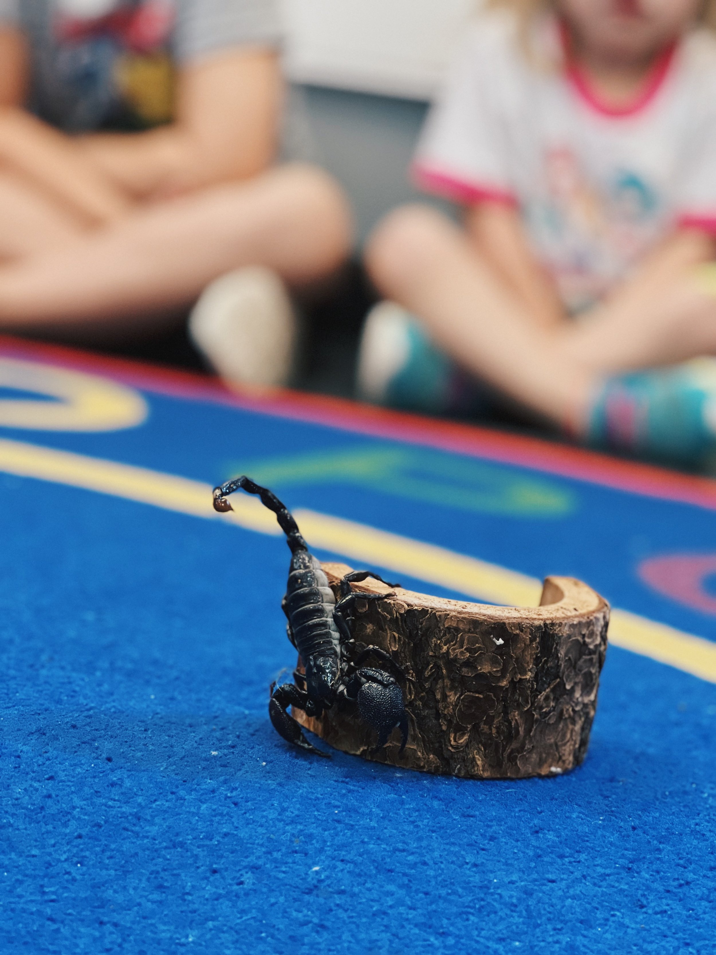 Close-up of a black scorpion on a piece of wood with a blurred background of children and a colorful carpet.