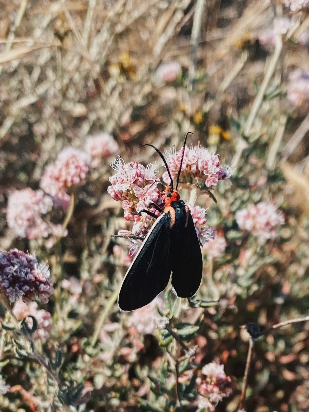 A black day-flying moth with red markings on pink flowers in a natural outdoor setting.