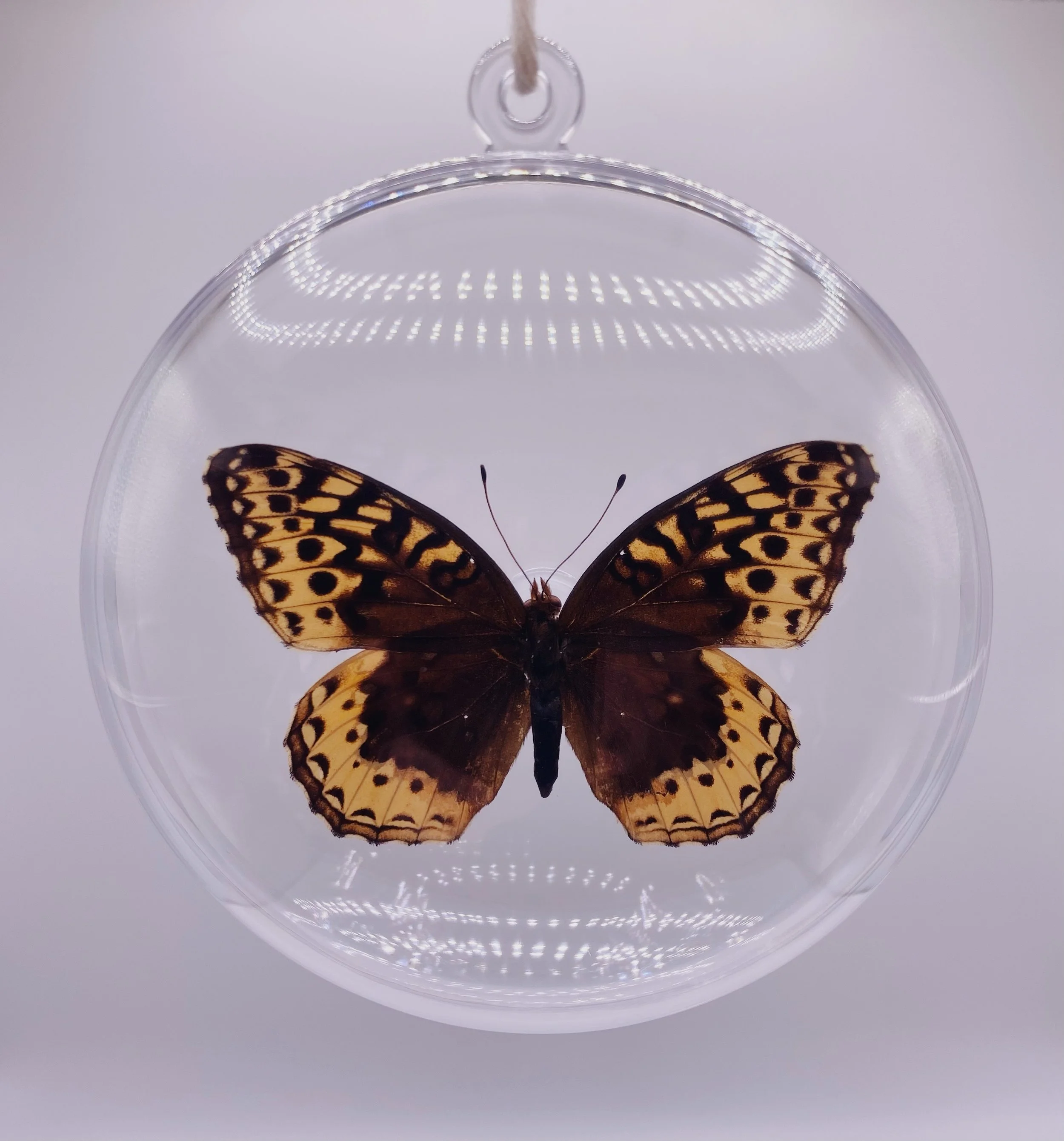 Orange & Brown Butterfly Ornament